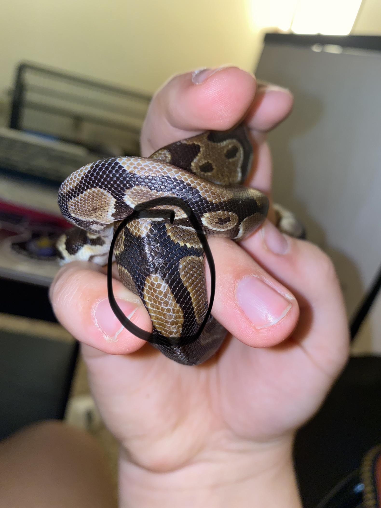 Does my snake have scale rot or is he just dehydrated? It’s almost like