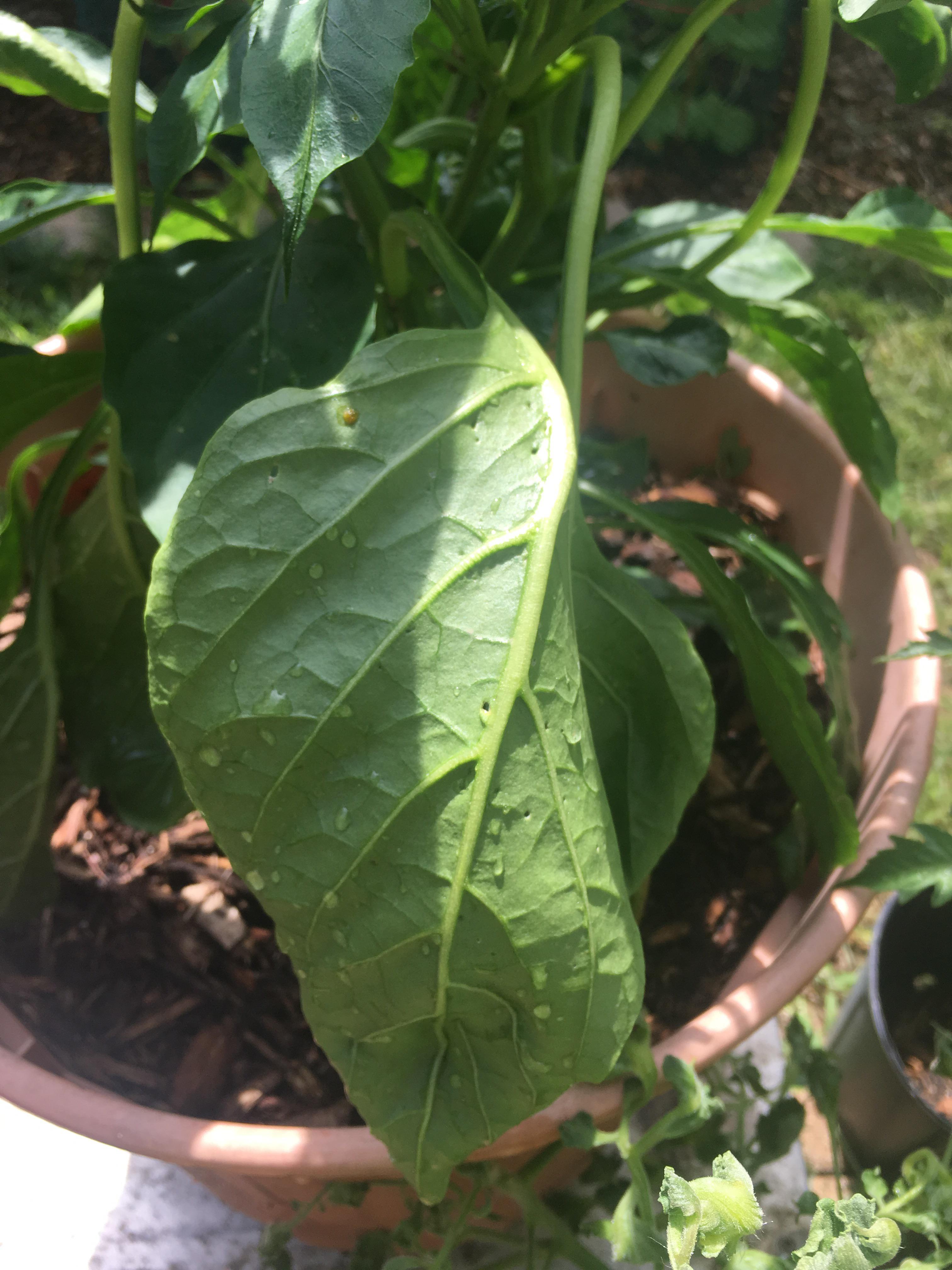 Why are my bell pepper leaves turning upside down? r/plantclinic