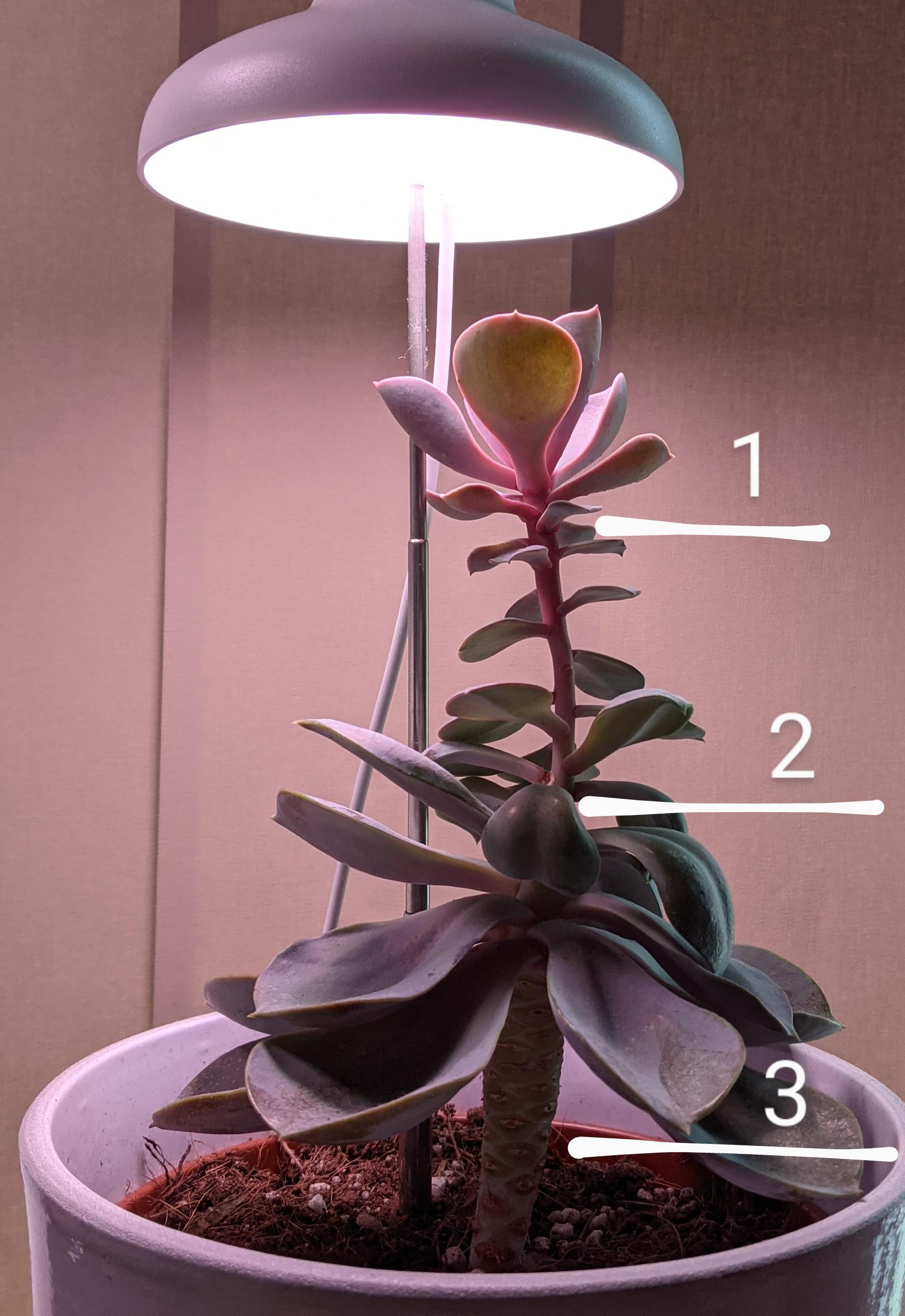 How would you chop up this leggy echeveria? r/succulents