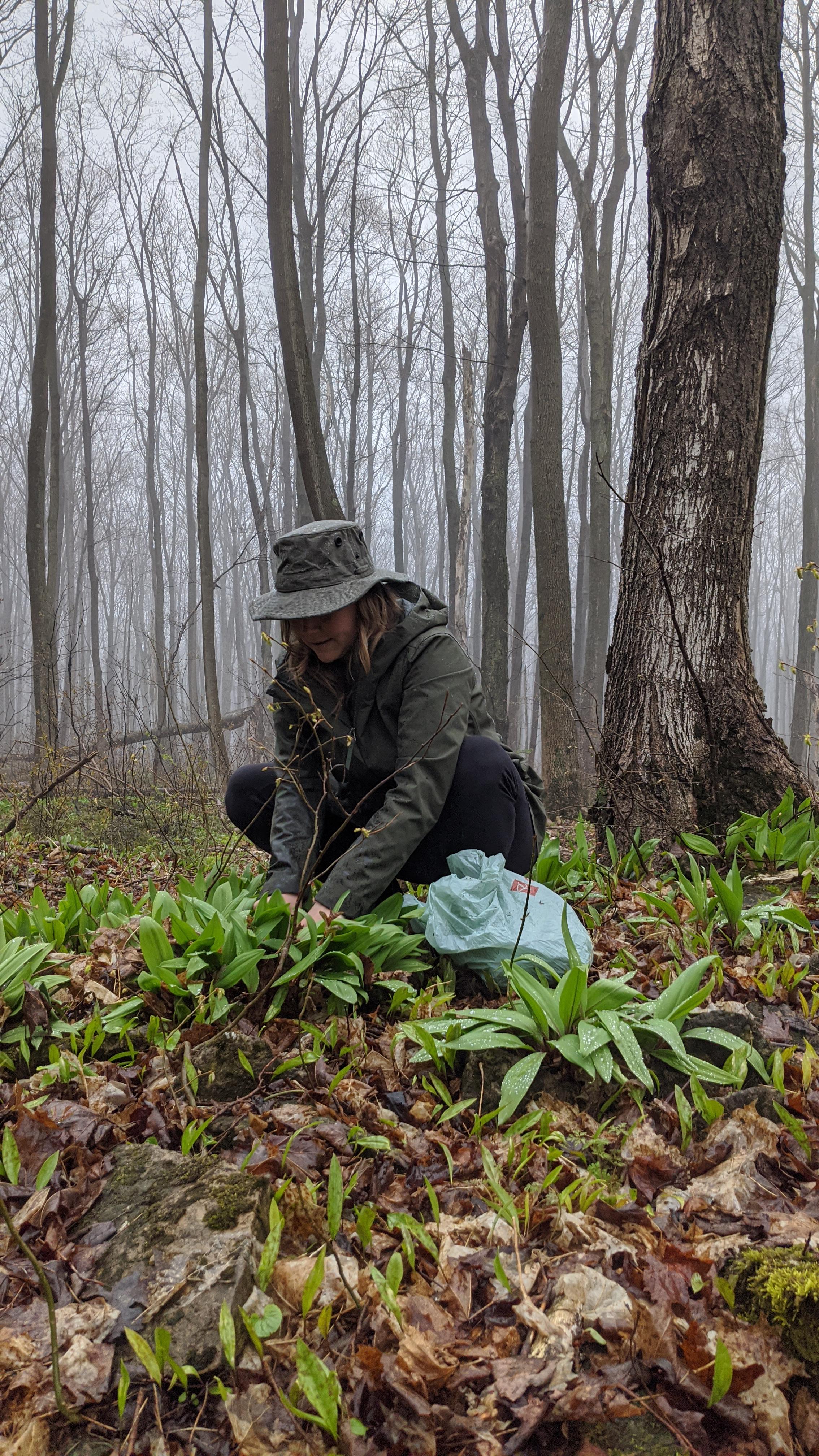 Hunting for wild leeks r/ontario