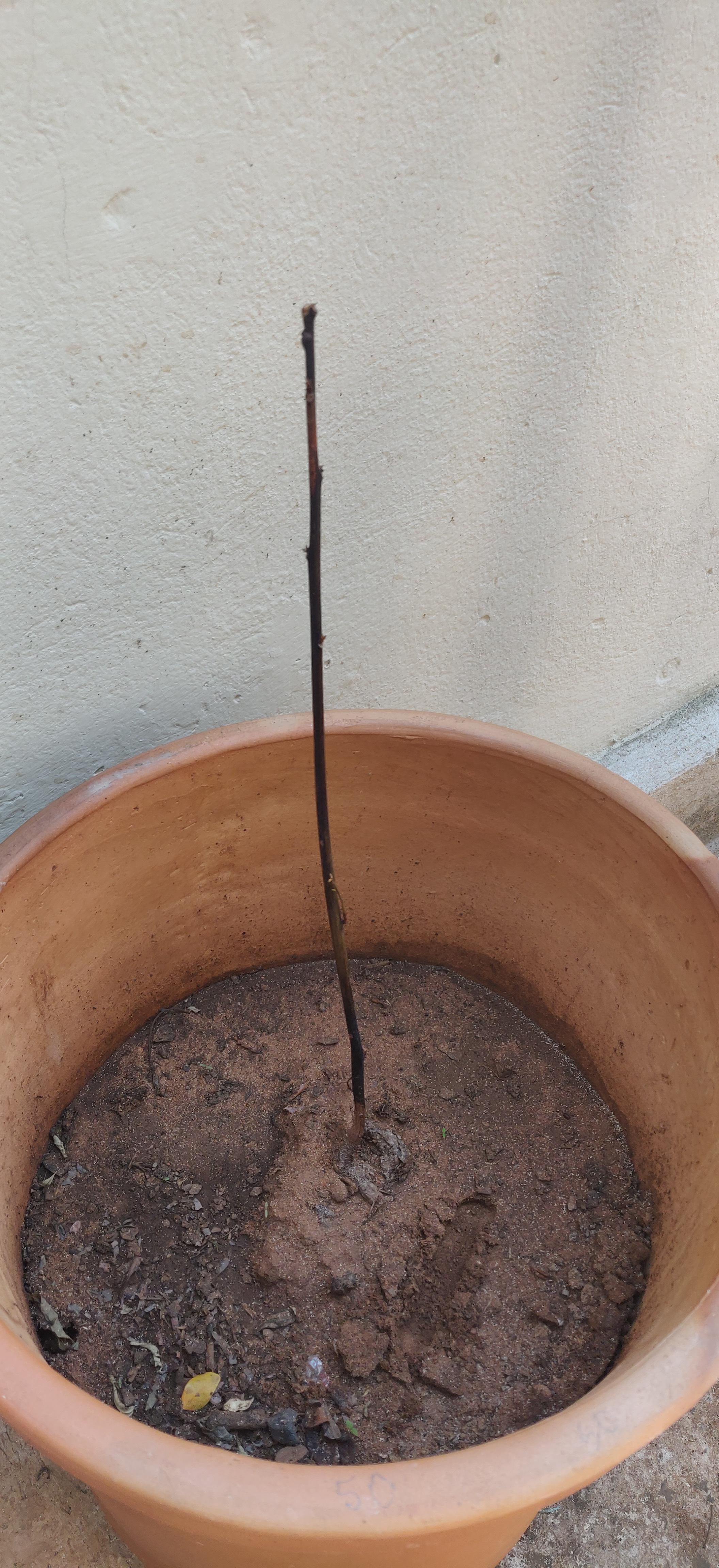 Is it too late to revive this avocado plant? r/gardening