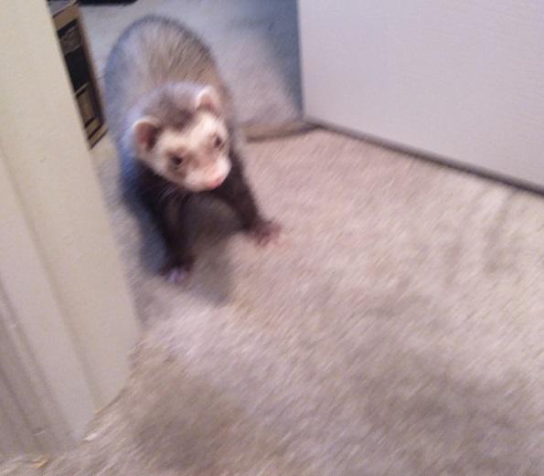 Is taking care of ferrets difficult compared to a cat or dog? ferret