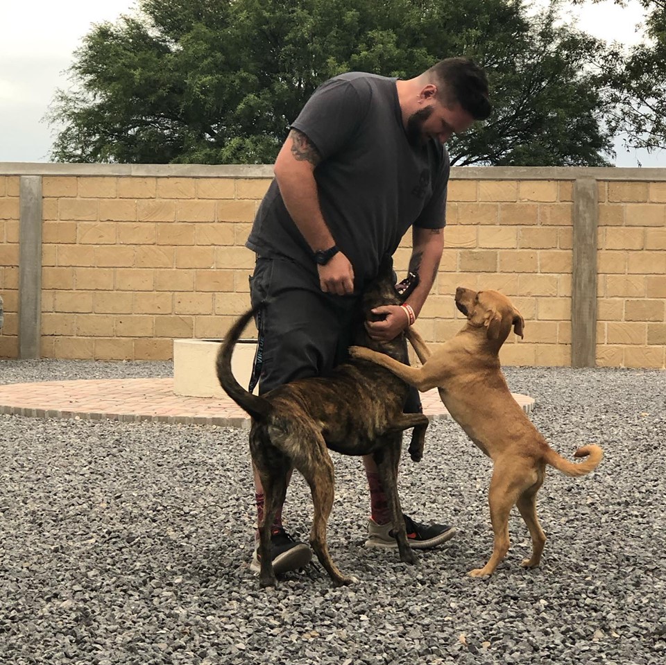 Working with Rescue dogs in Mexico. Street Dogs of Mexico helps save