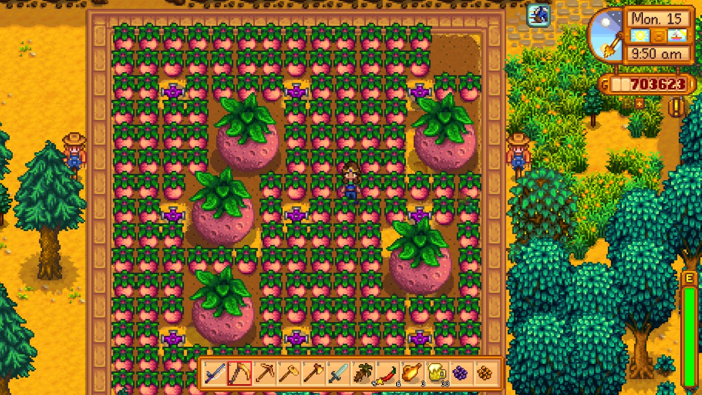 Accidentally left melons sitting in the field ripe for just one day and