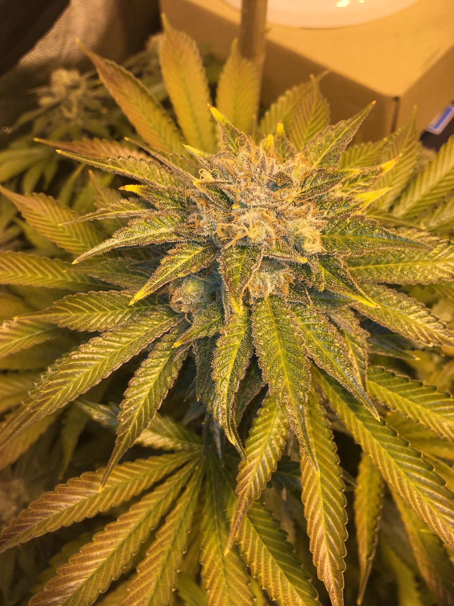 Gorilla zkittlez by Barney’s farm r/homegrownvermont