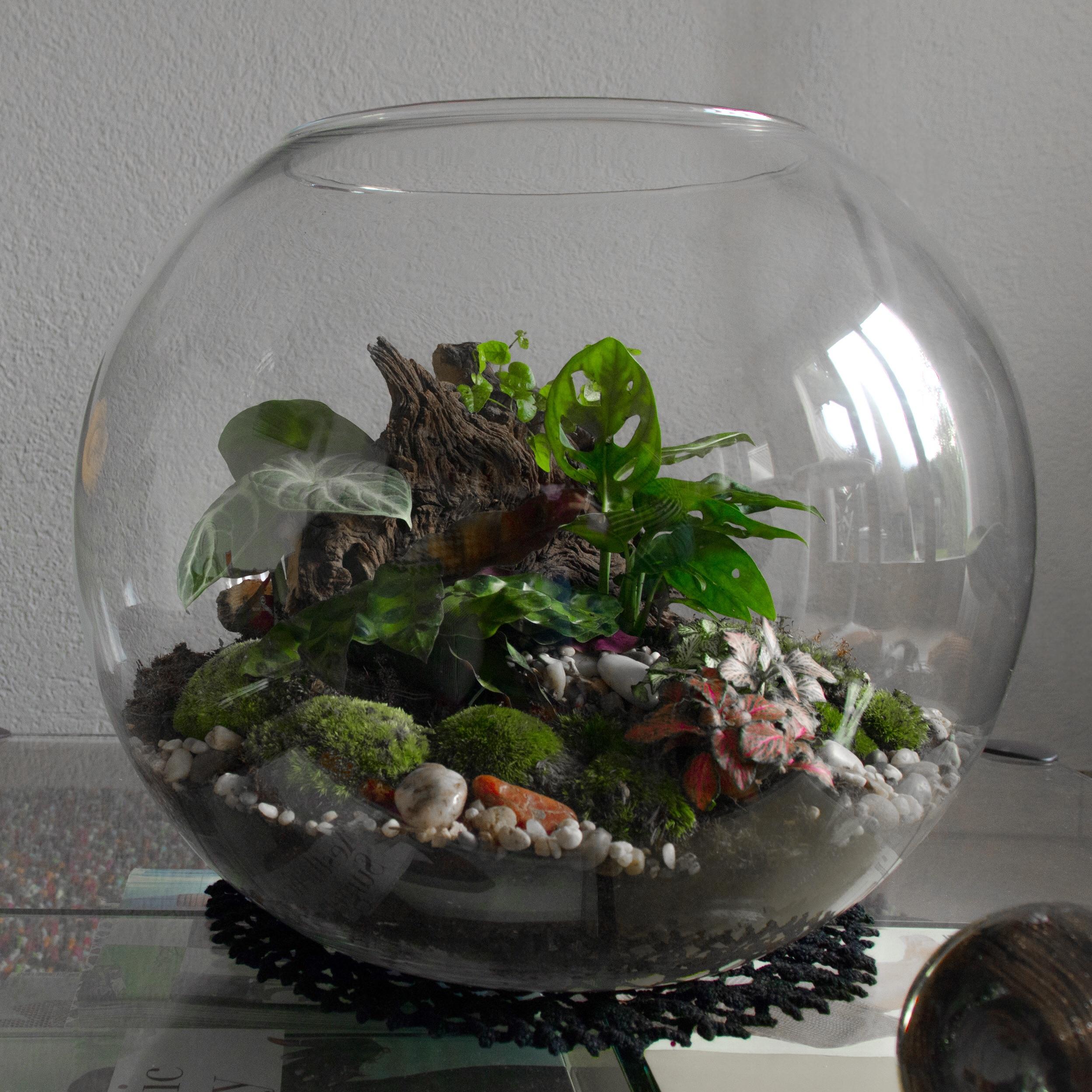 9 gallon sphere! Waiting for a plexiglass lid to arrive. r/terrariums