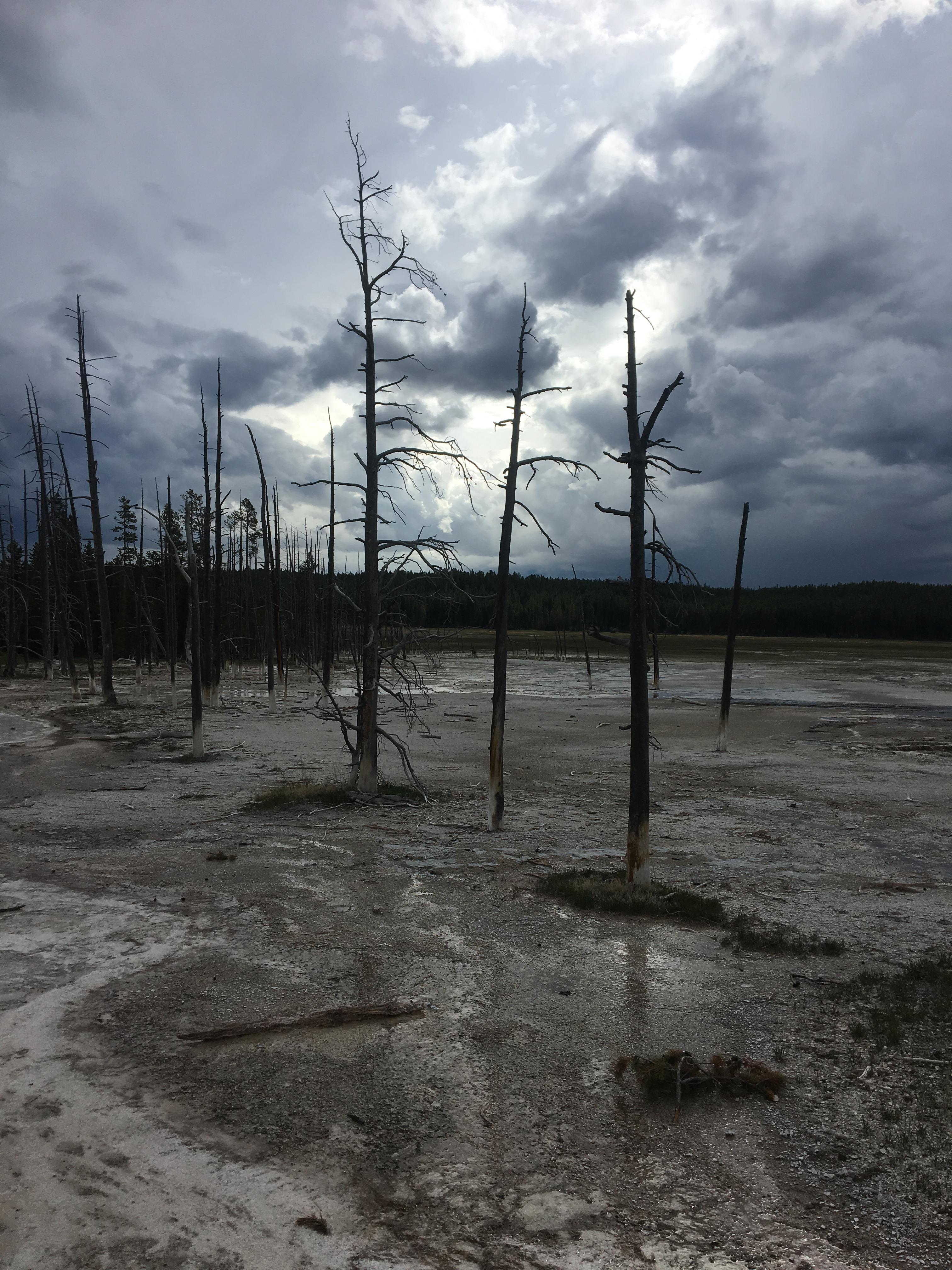 Dead trees at Yellowstone [OC] [3024 x 4032] r/EarthPorn
