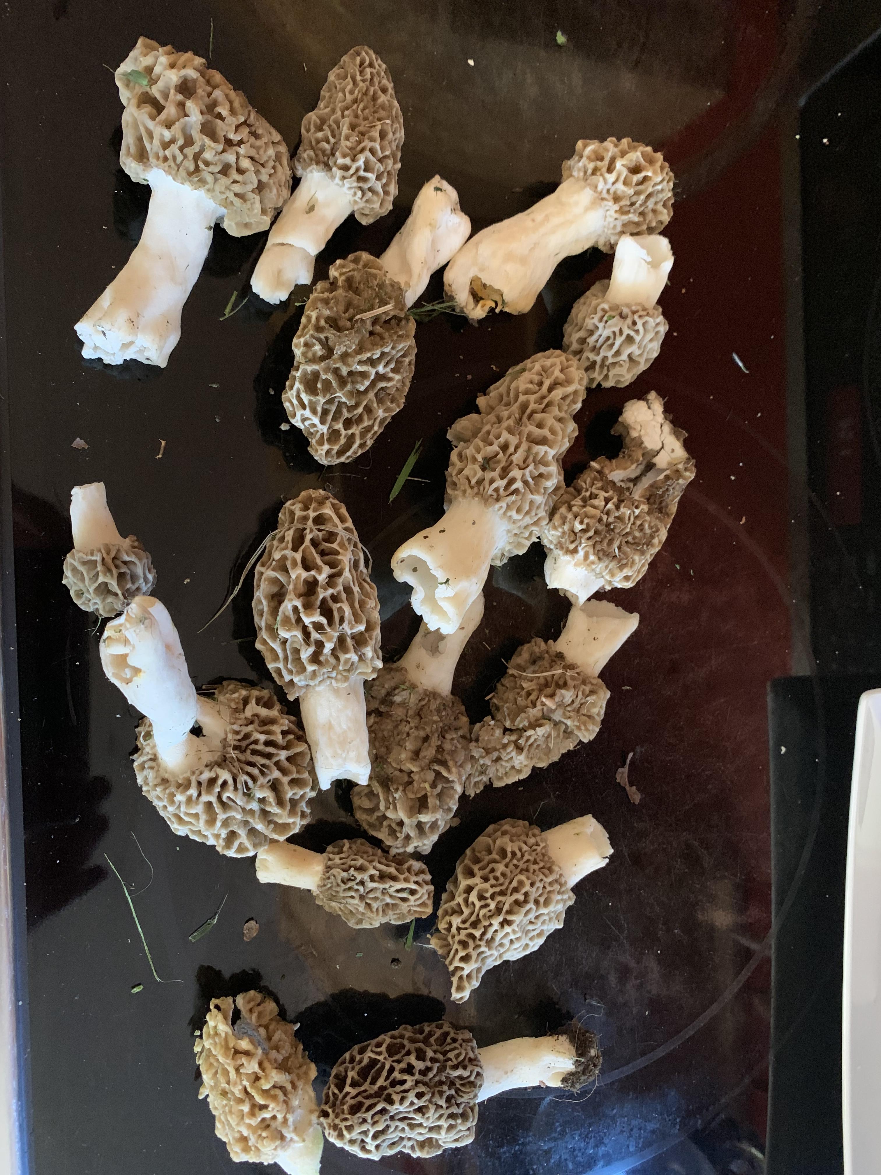 Morel Harvest from yesterday, (5/18/19) our lawn, VT r/mycology