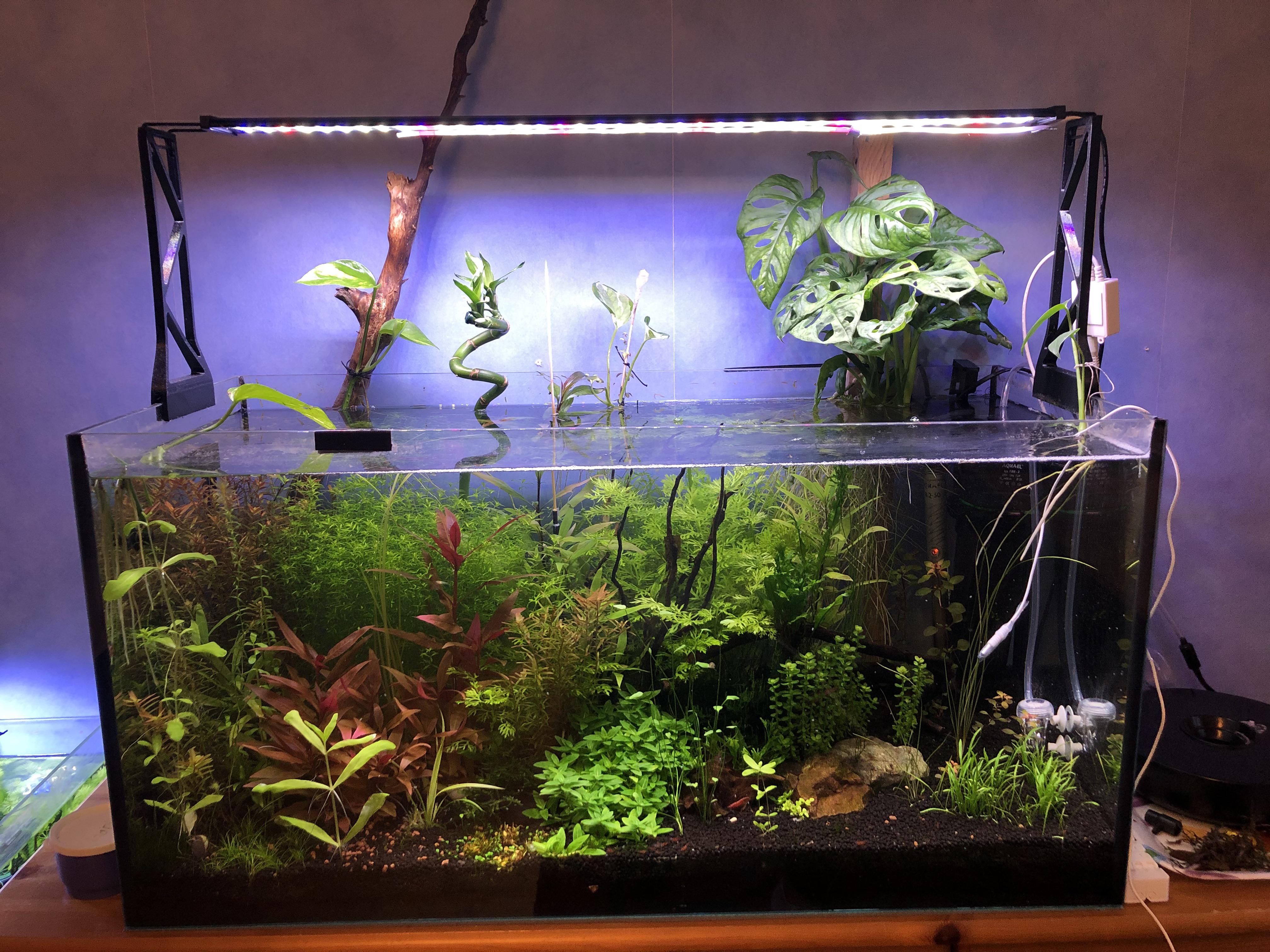 Looking for some stocking ideas for this tank. It’s 100l, has a ph