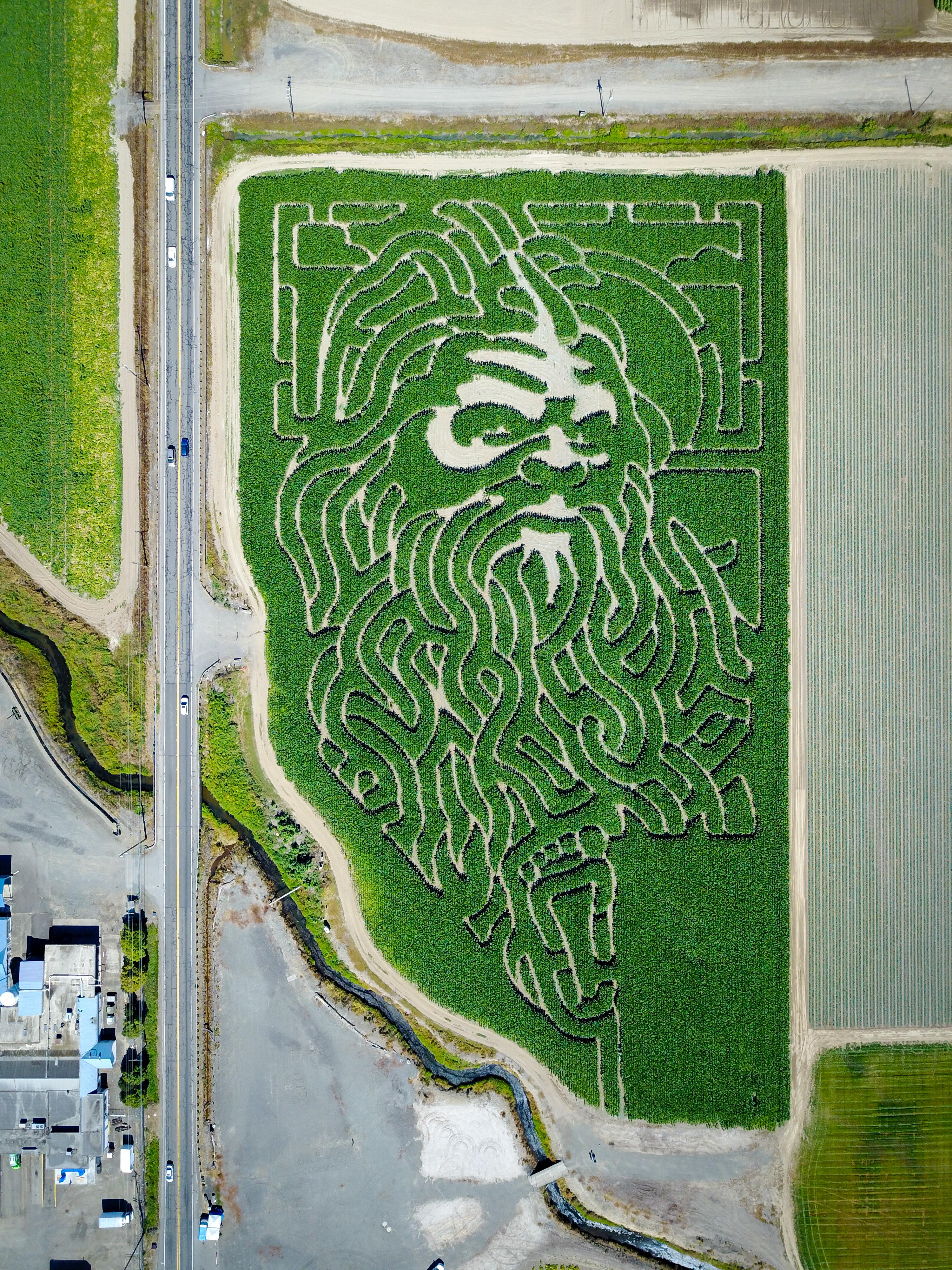 The Carpinito Brothers Corn Maze in Kent is shaped like Big Foot r