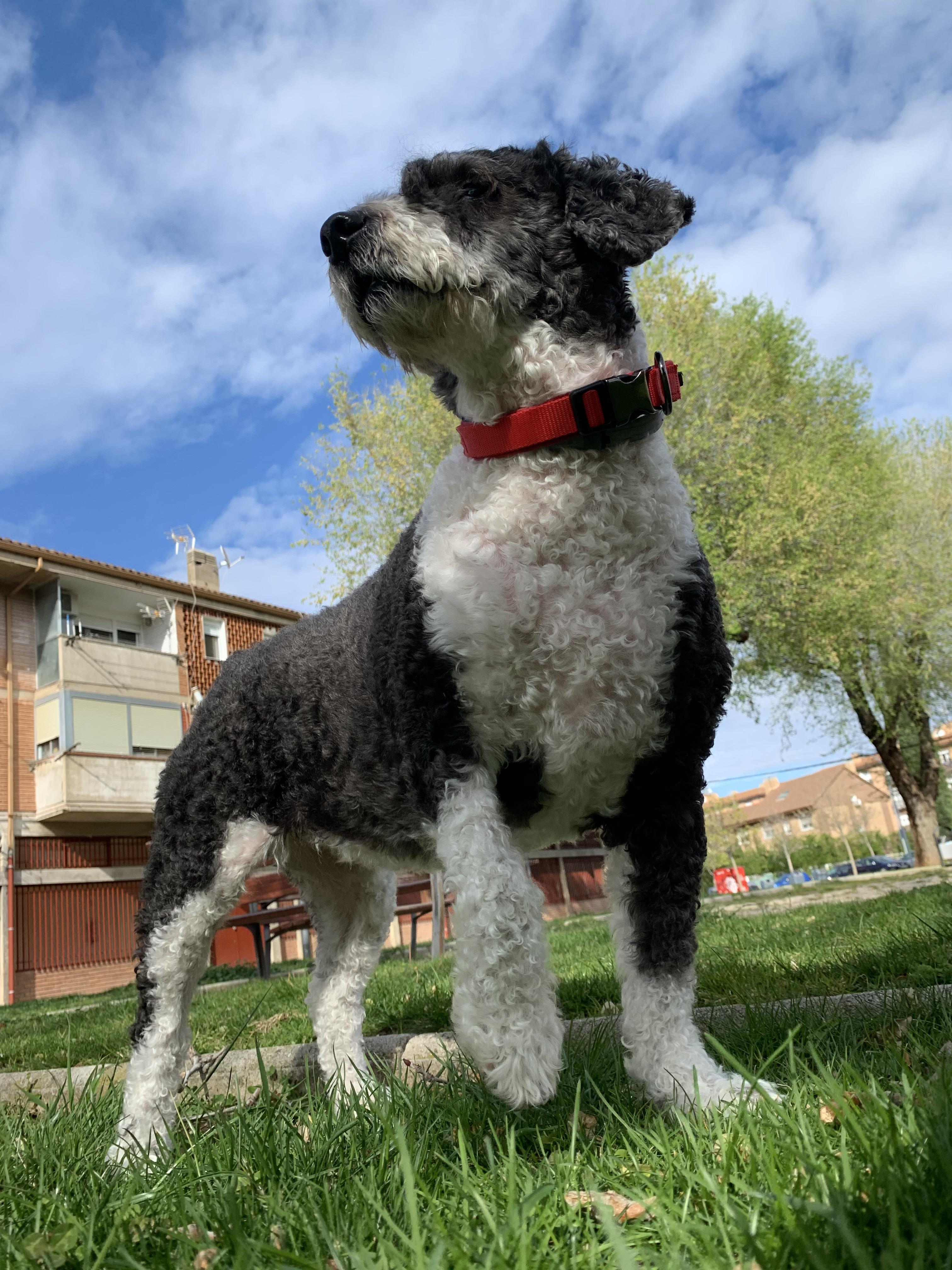 Quarantine for dogs r/pics