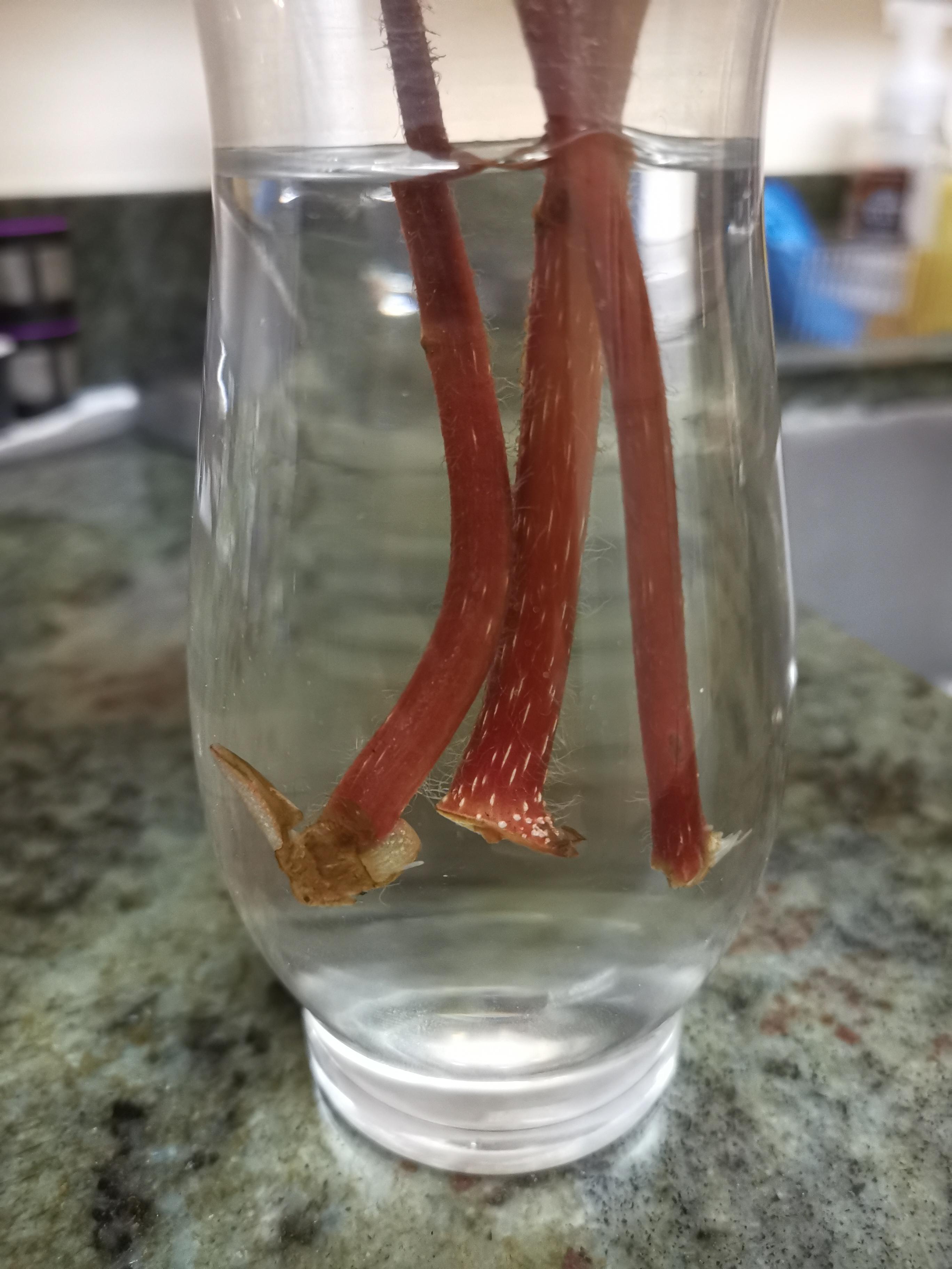 Begonia wont root 3 Weeks in water r/begonias