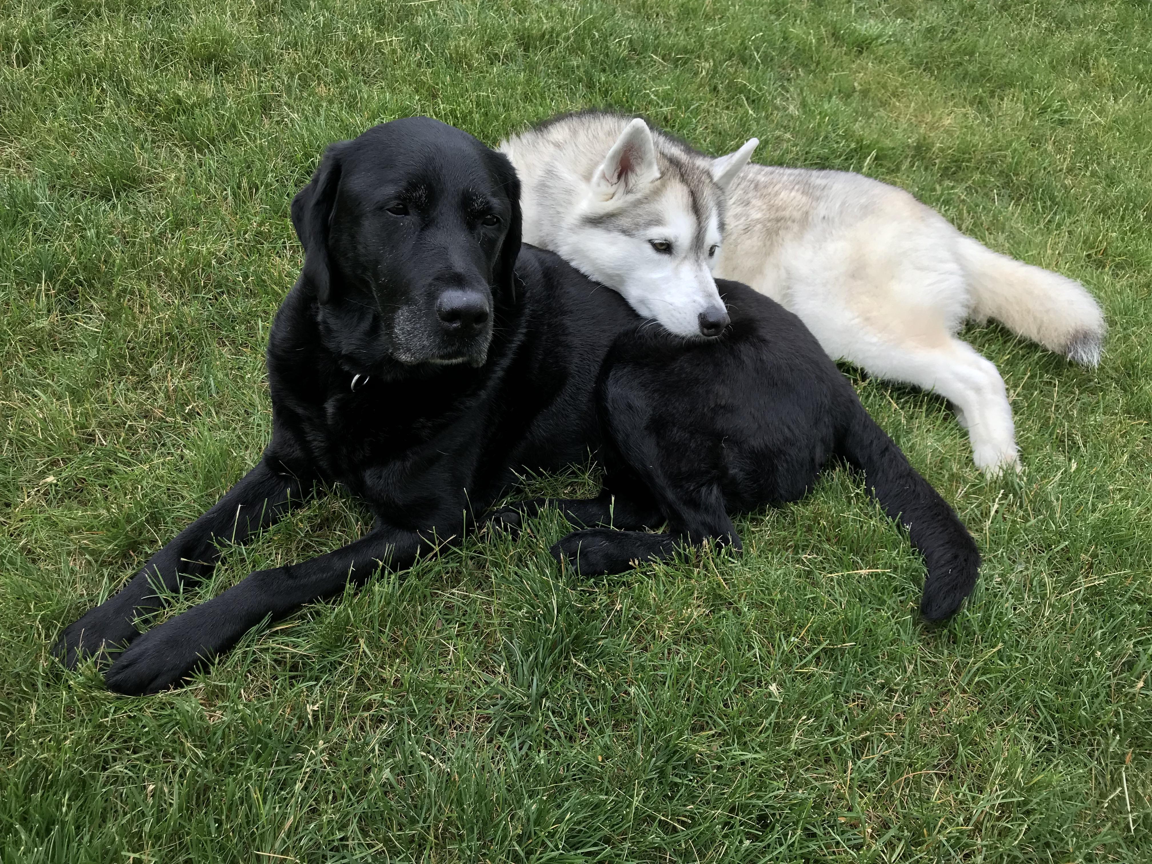 My husky loves our neighbor’s black lab so much she will use him as a