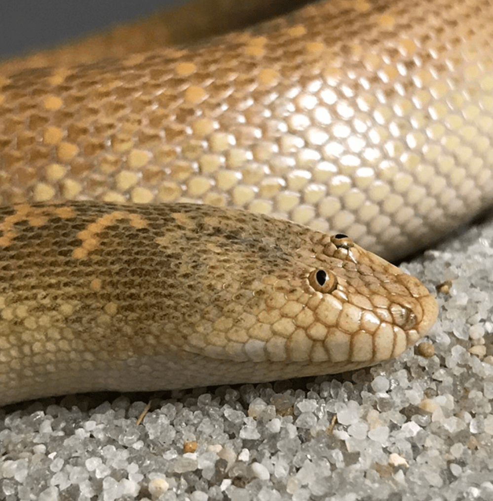 The Arabian Sand Boa is a species of snake that has evolved to have