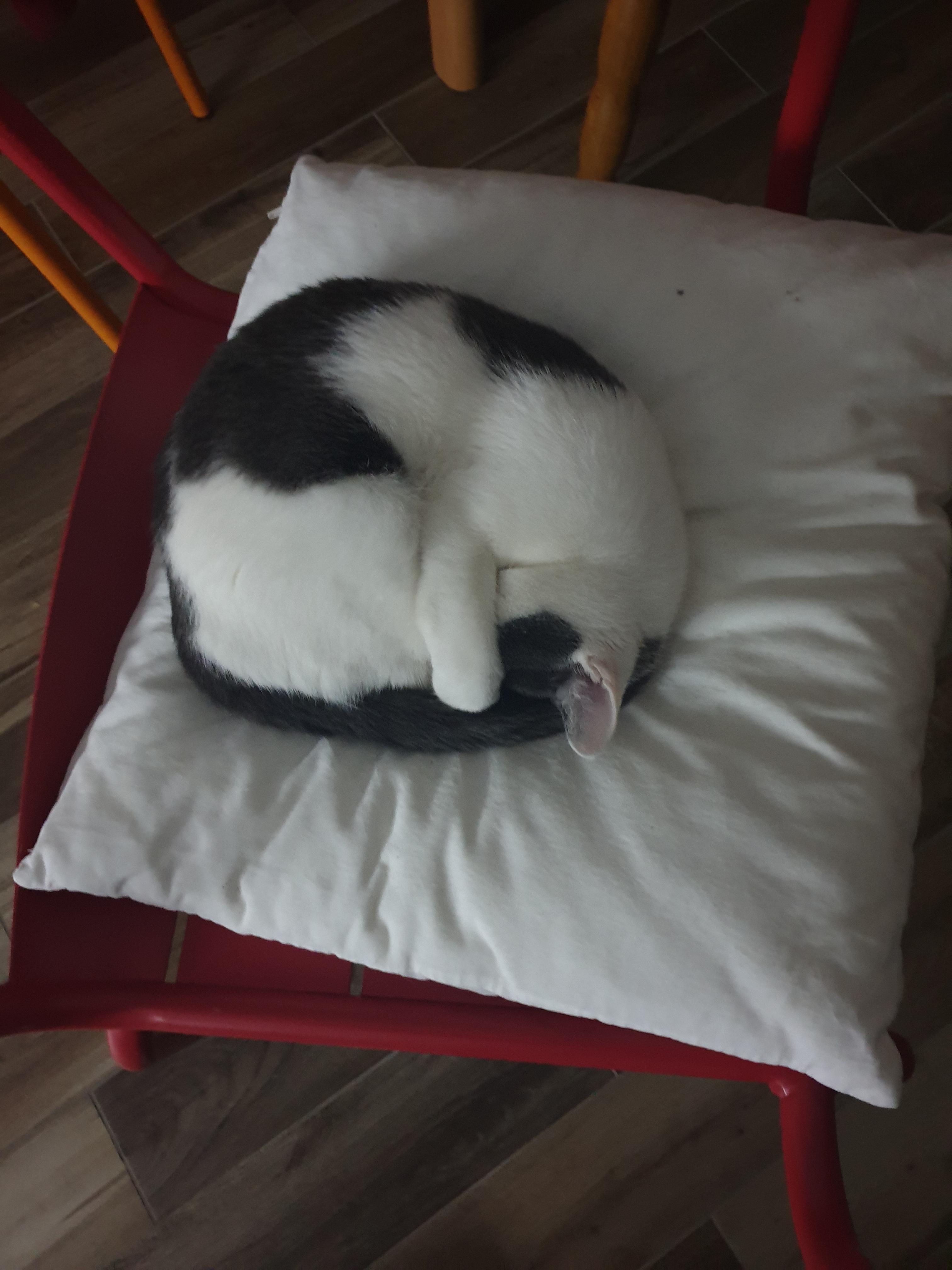 The forbidden fart pillow. r/cats