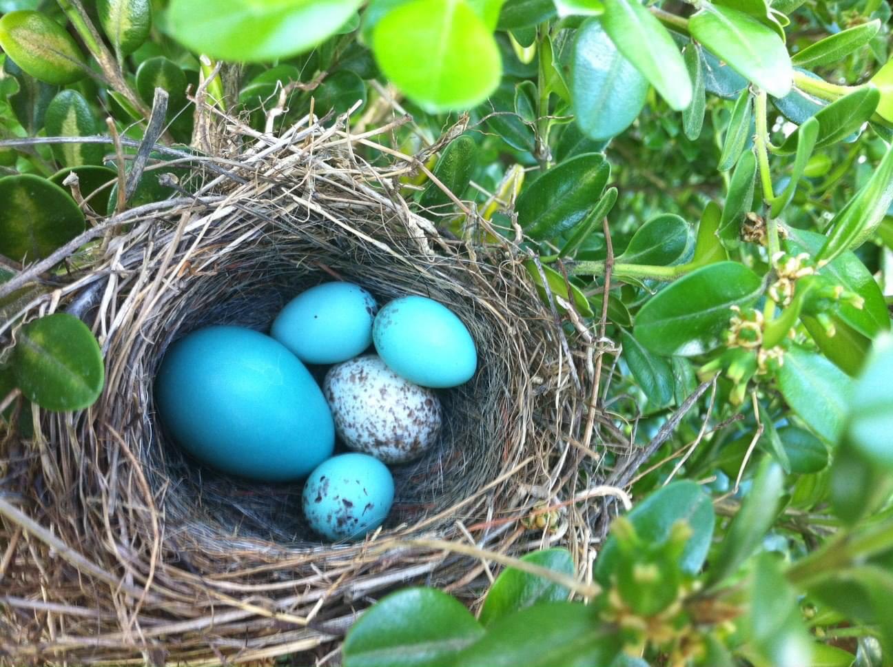 All these eggs in one nest!? whatsthisbird