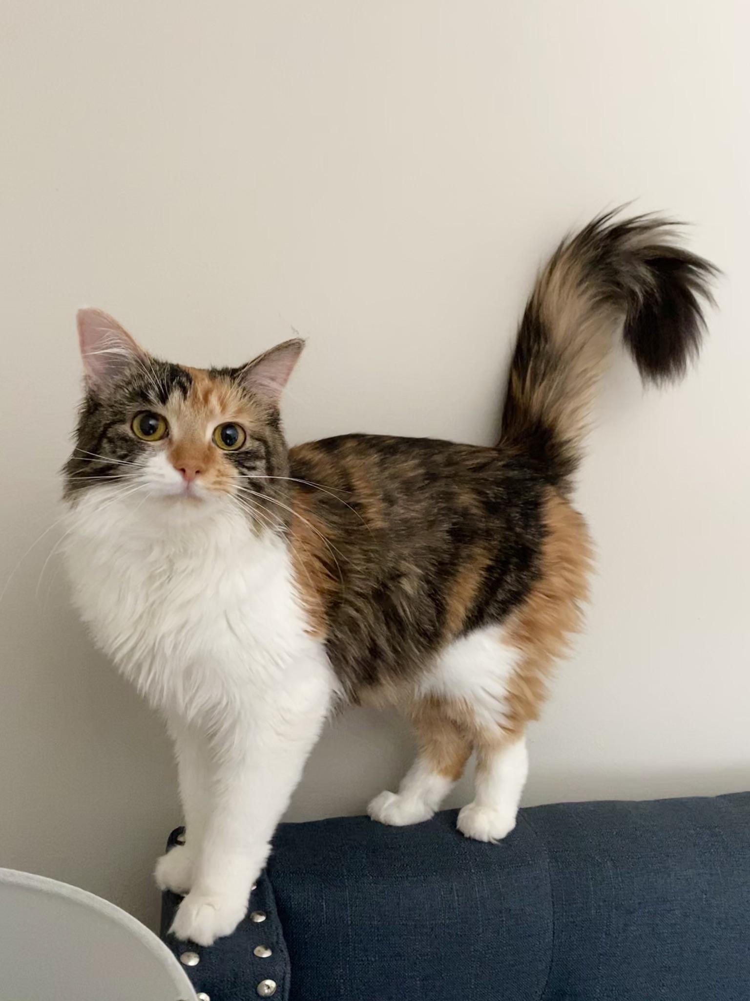 She loves showing off her fluffy tail! cats