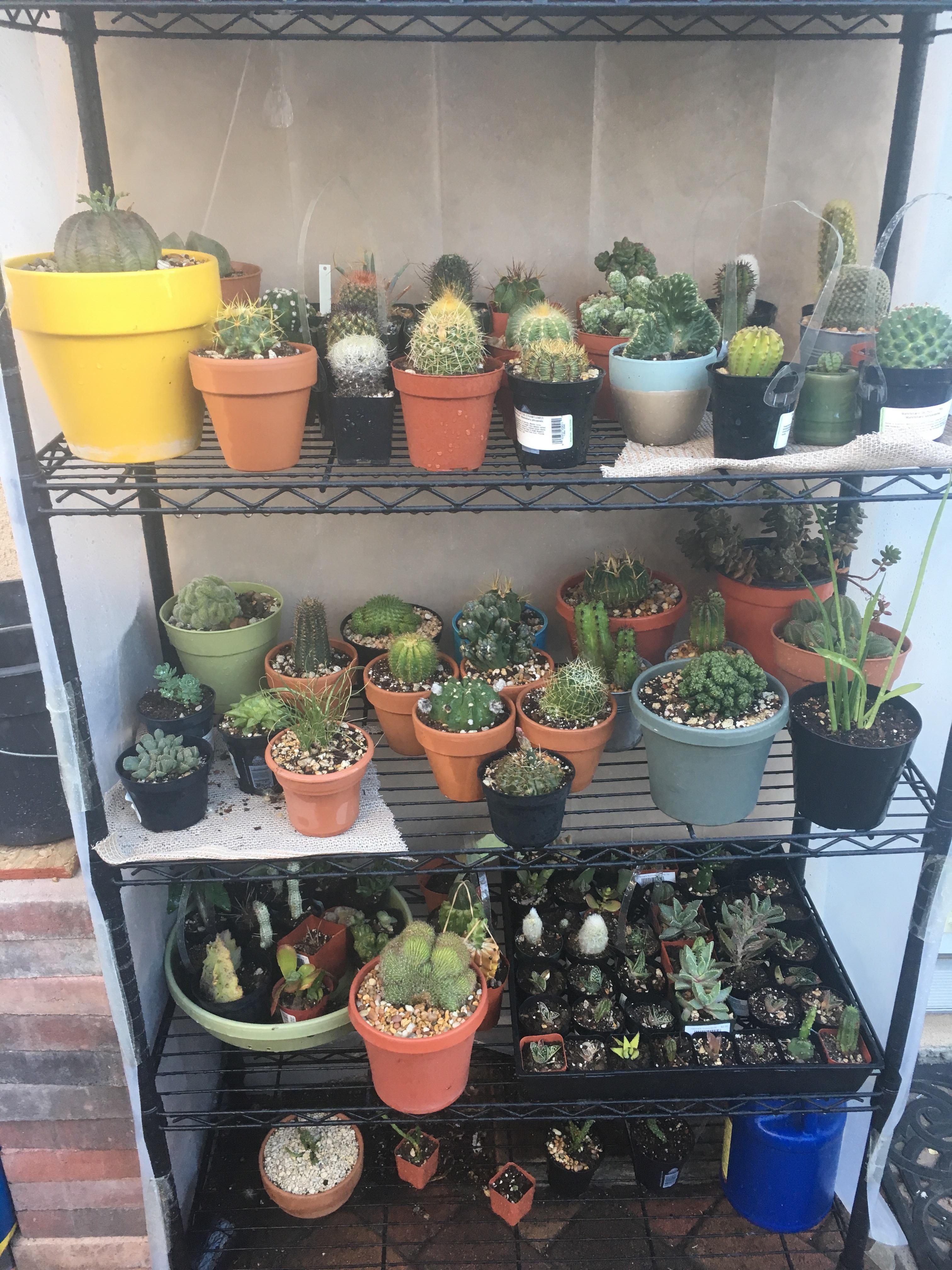 Trying out a mini greenhouse to grow my hoard. r/cactus