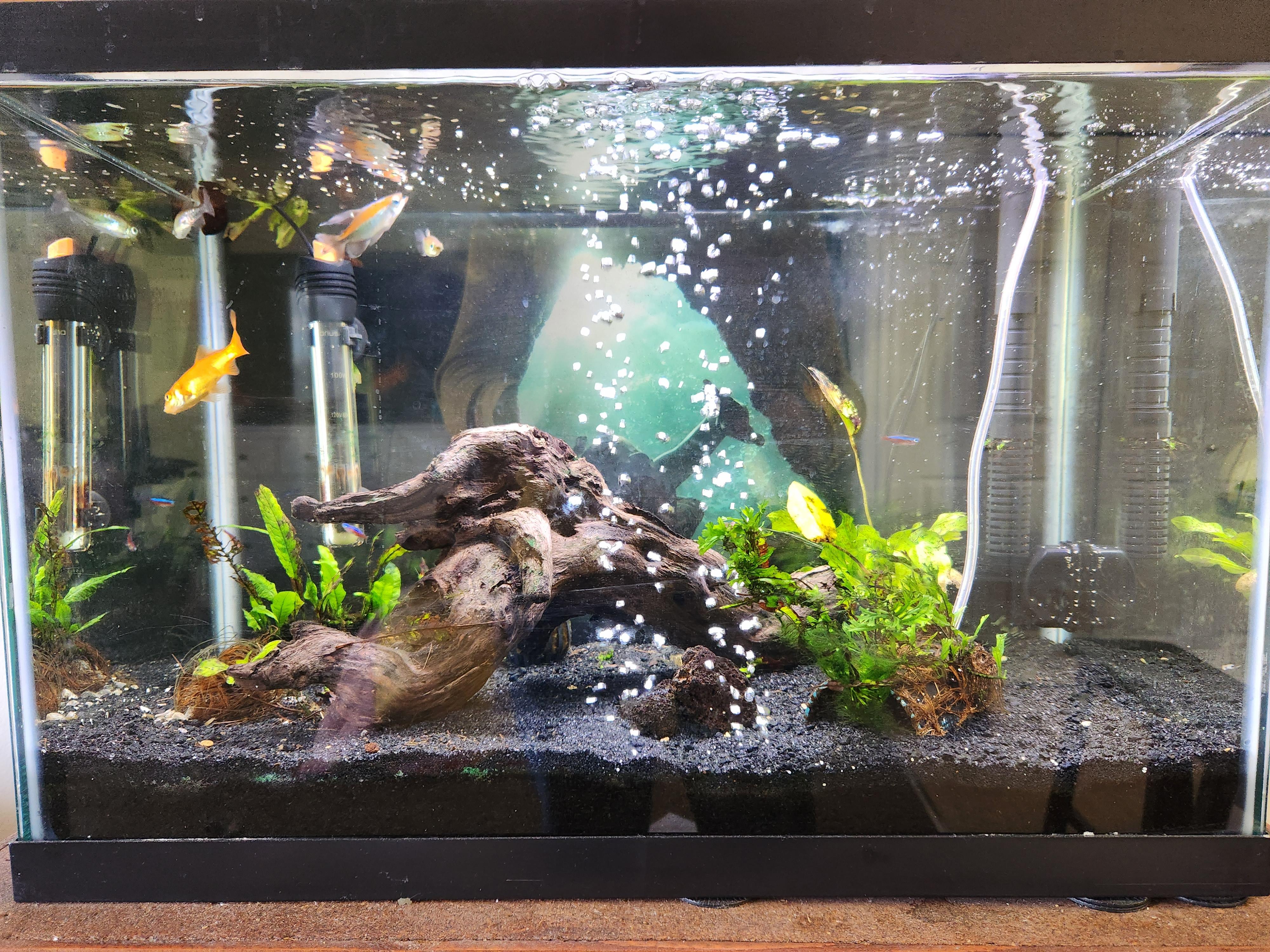 Help, I can't keep my plants alive. They are all slowly dying. What am