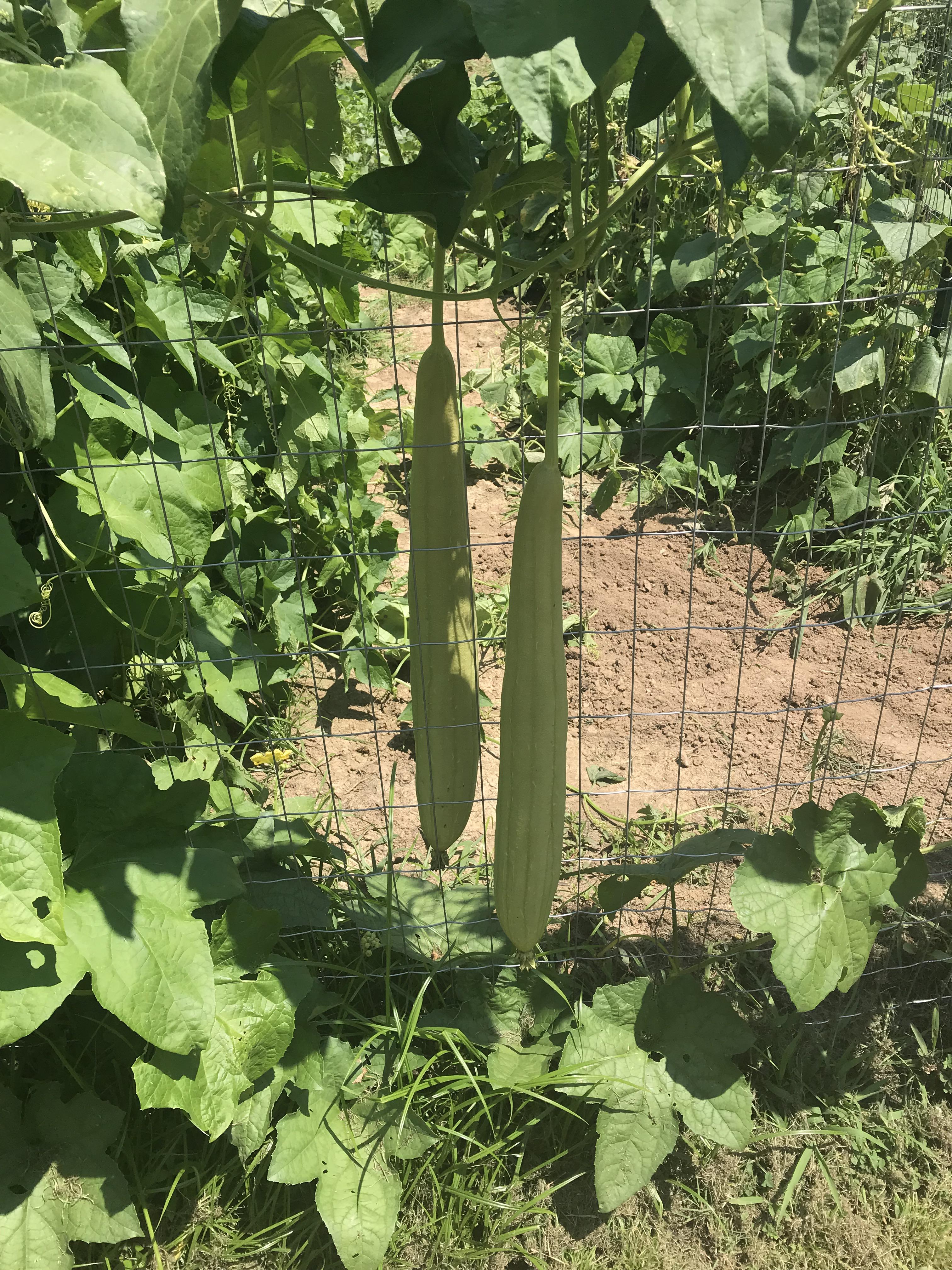 Luffa gourds. 26 inches long and growing strong. r/gardening