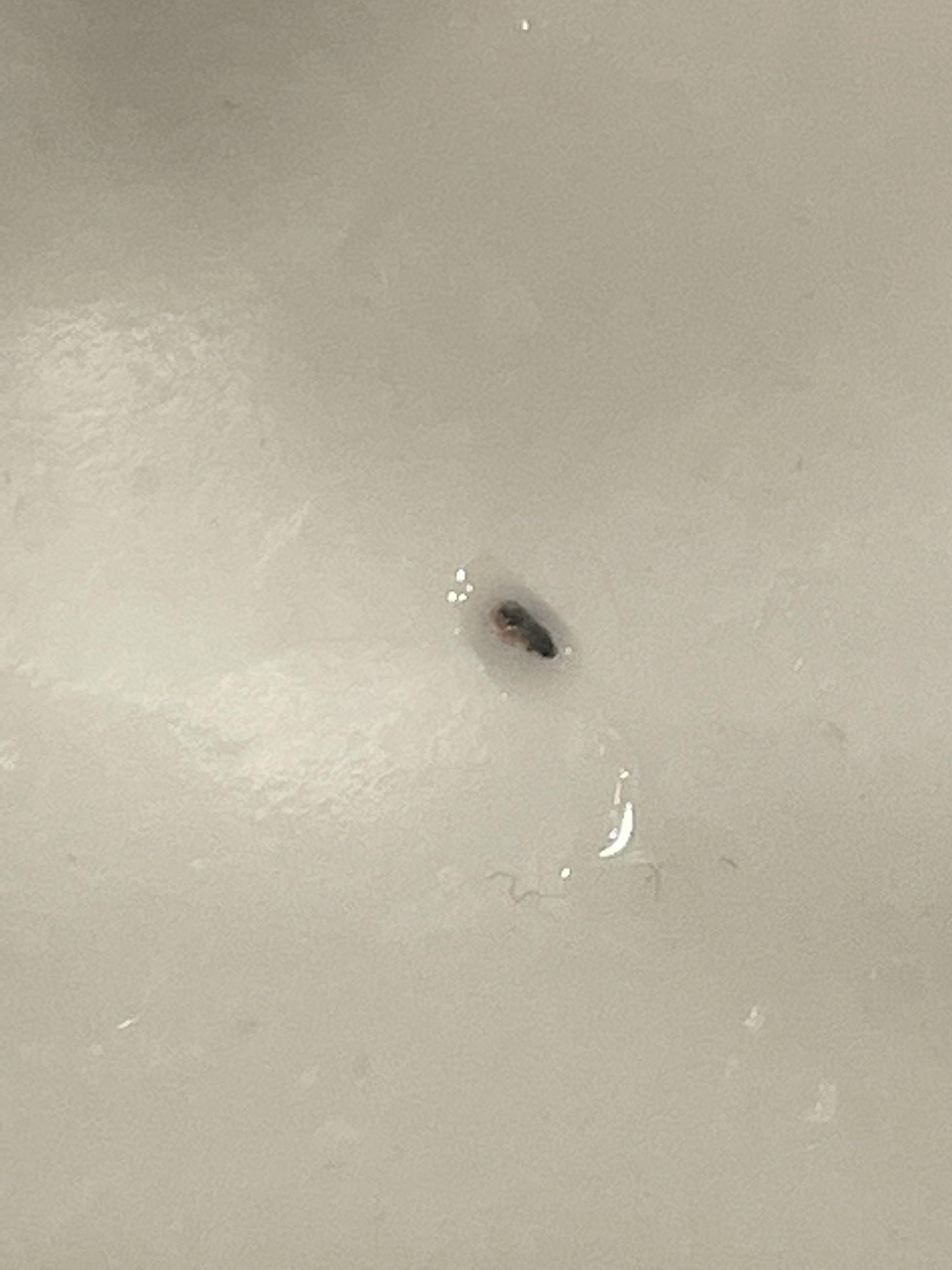 Black flake in urine? I noticed one or two in my urine the other day