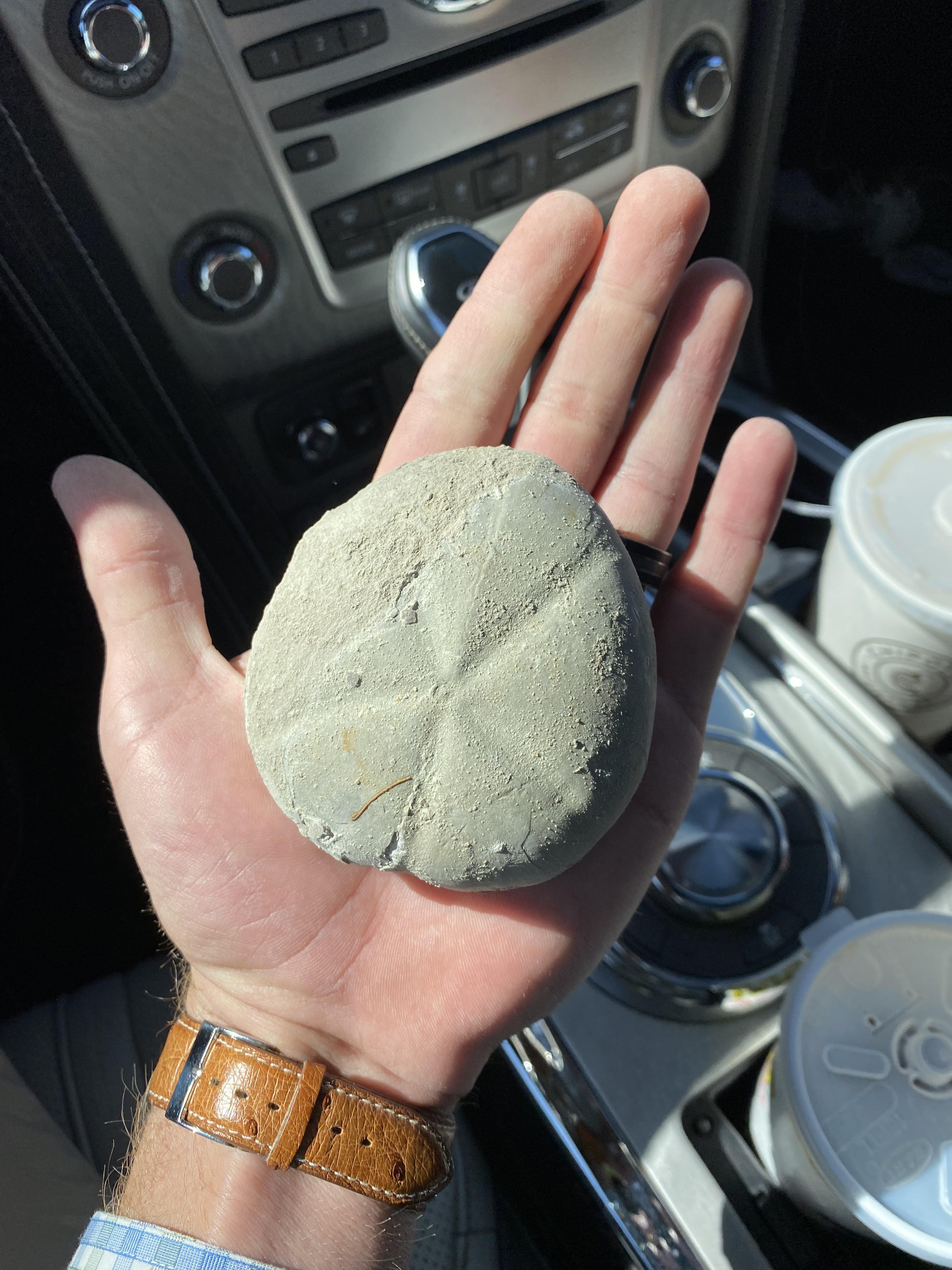 Largest sand dollar ever, found in north Texas today r/rockhounds