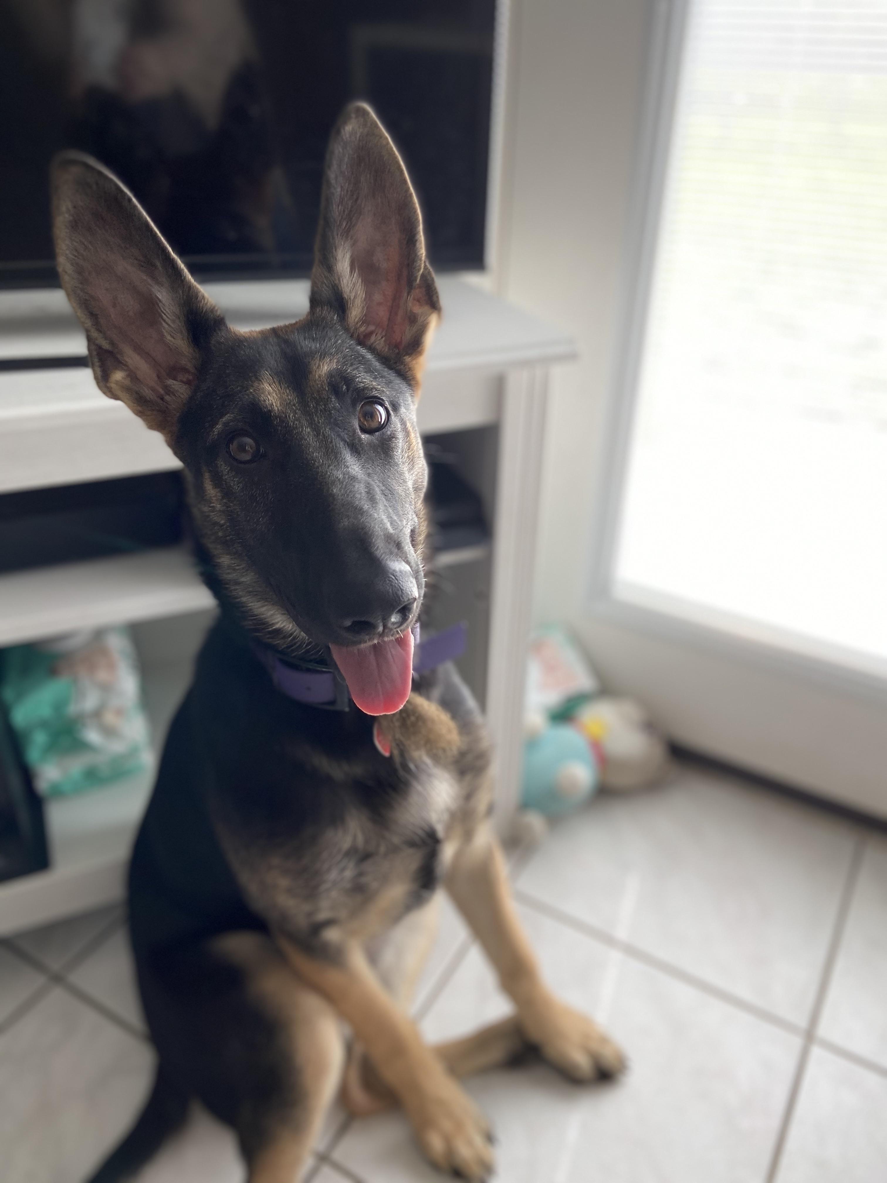 Tips and tricks to calm your Malinois after spay/neuter surgery? r