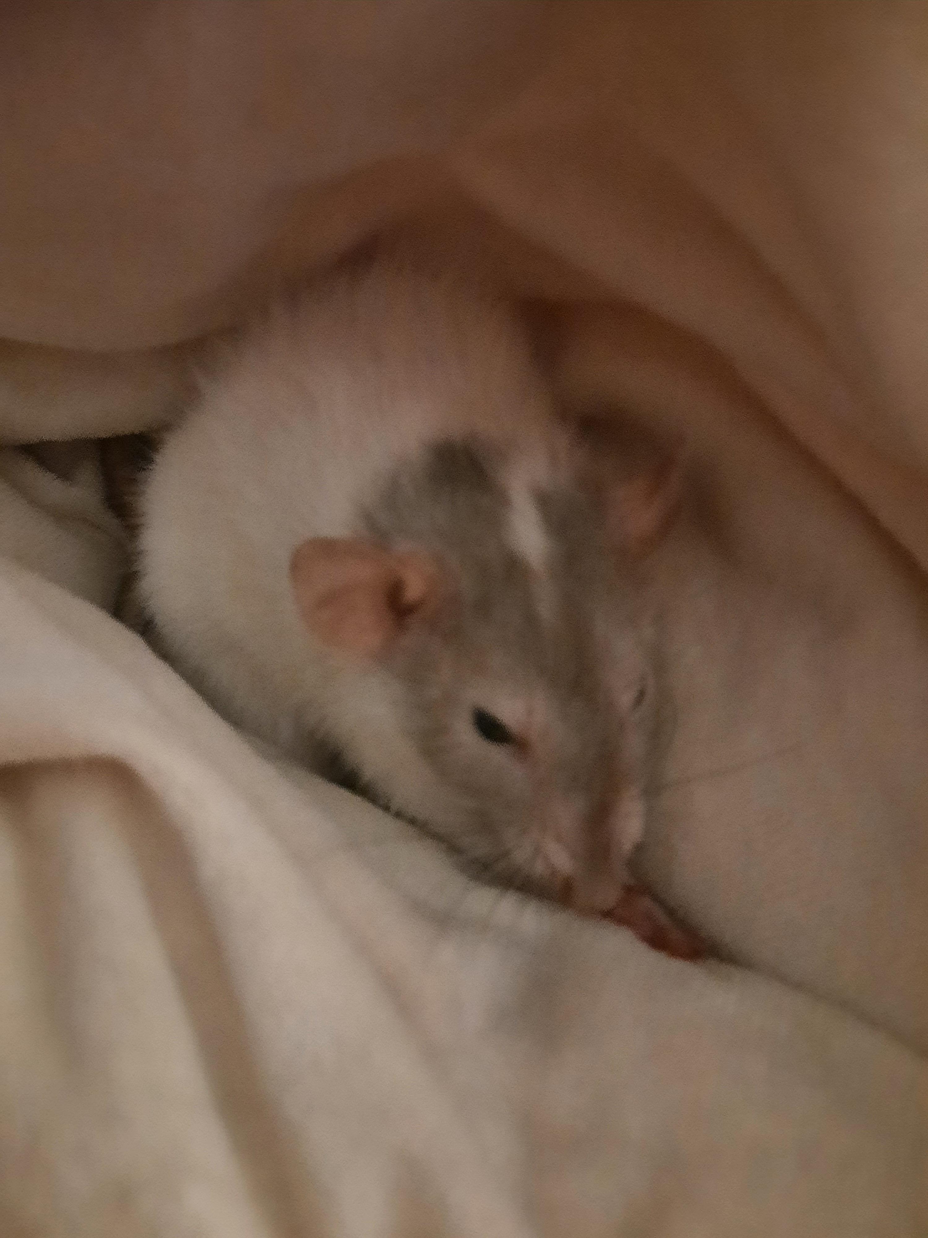 A week after Houdini got diagnosed with tumors, we had to get her