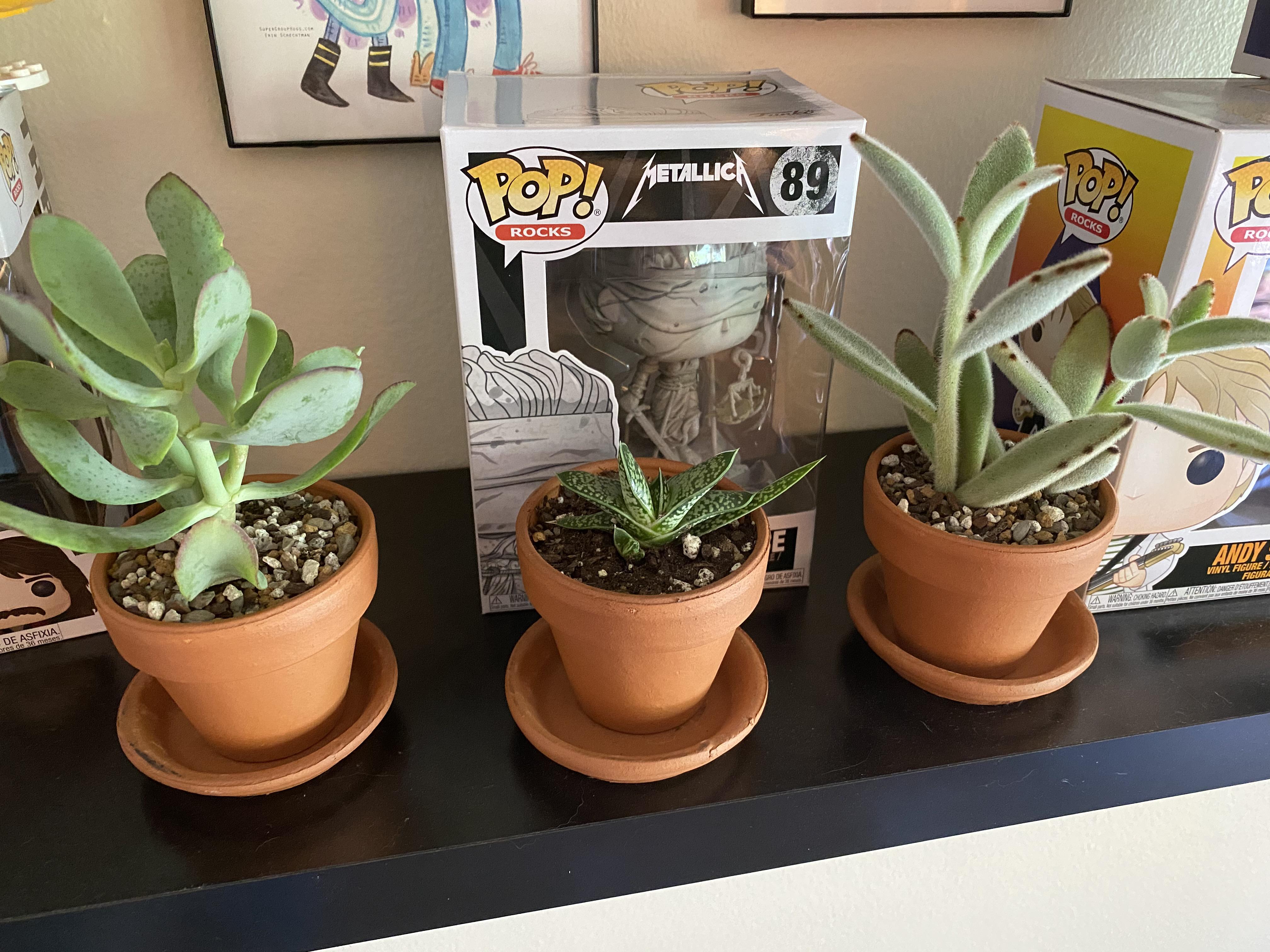 Can I move my succs outside for the summer? I’ve