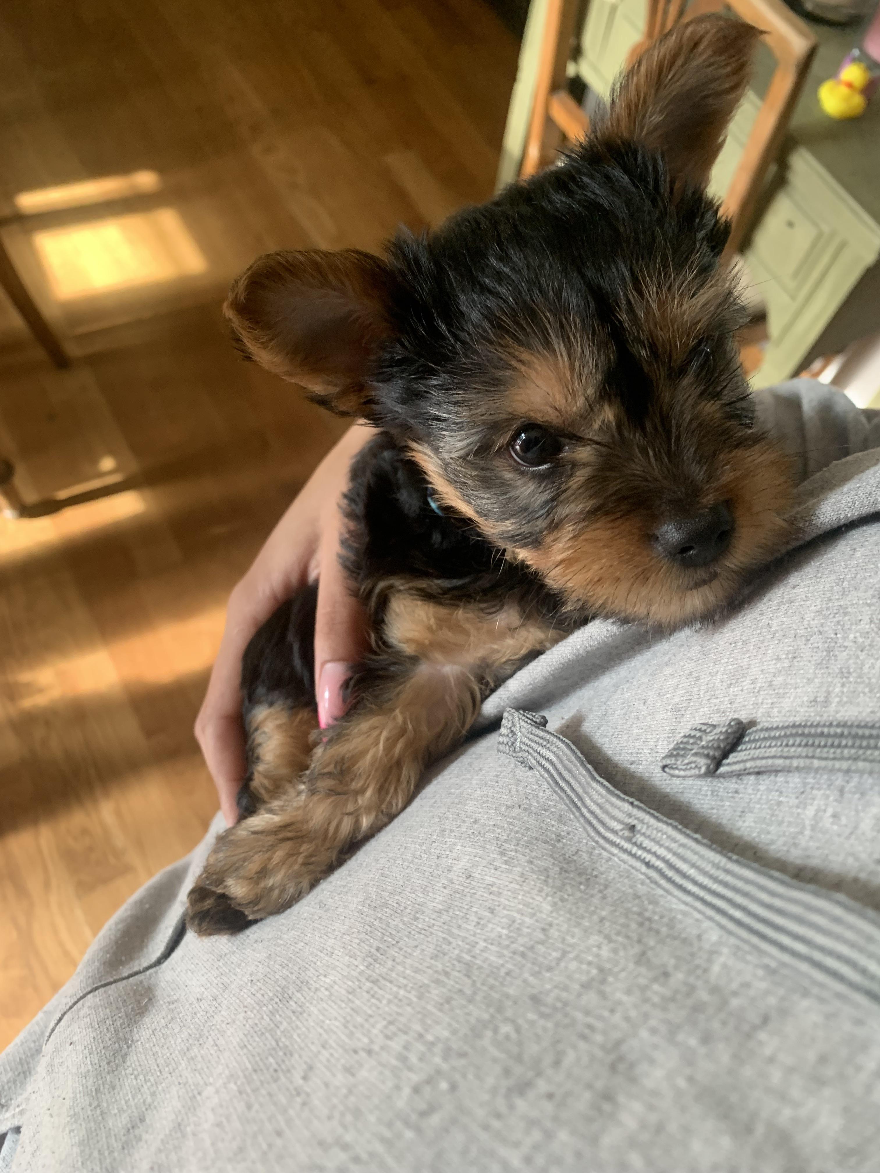 Reddit, meet Atlantis 💙 r/Yorkies