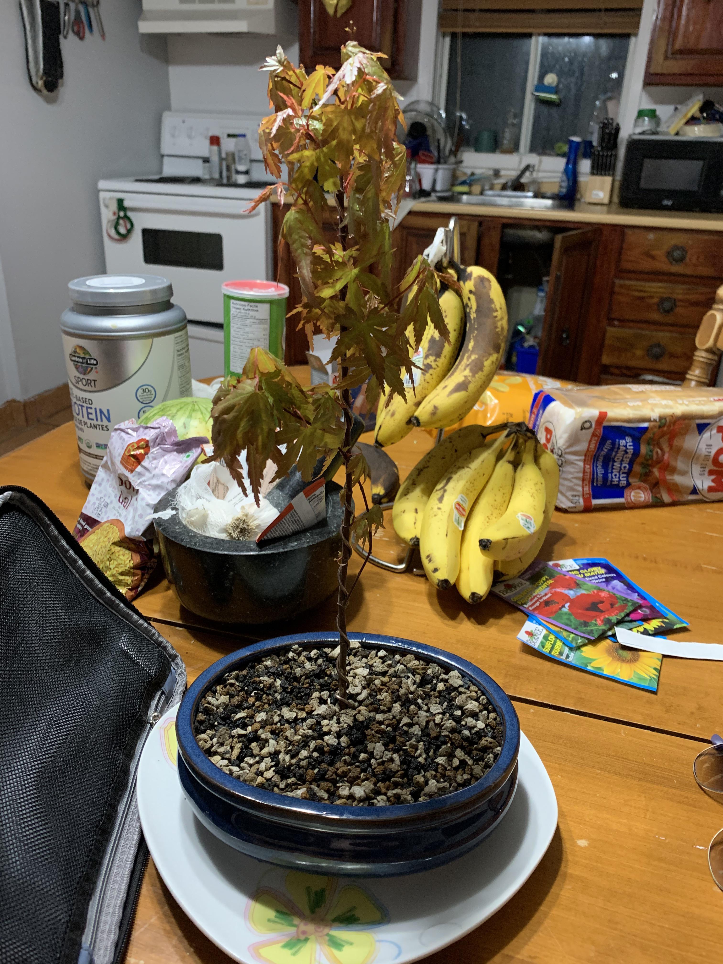 Japanese maple repot r/Bonsai
