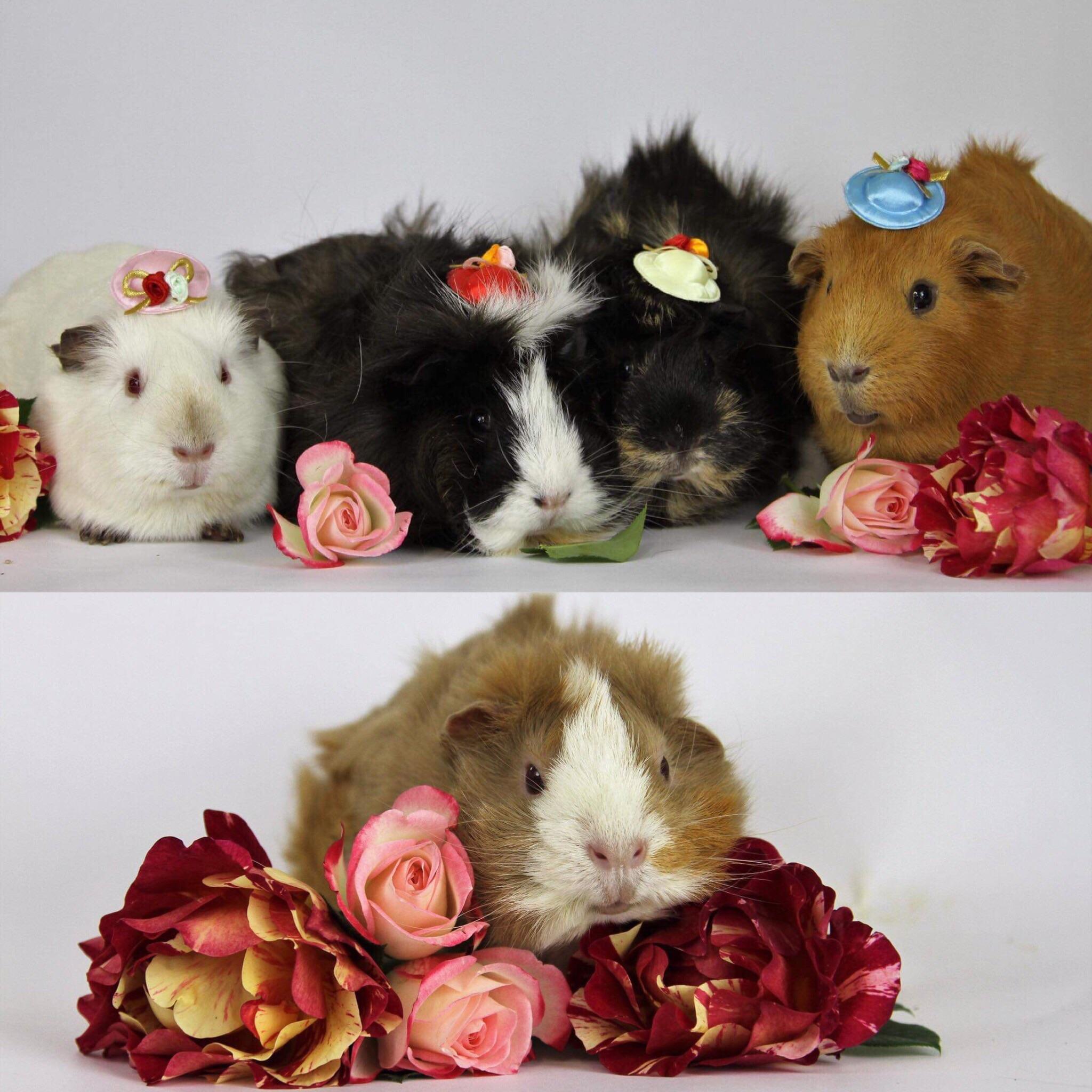 Did my guinea pigs get an actual photoshoot? Yes. Yes they did. My herd