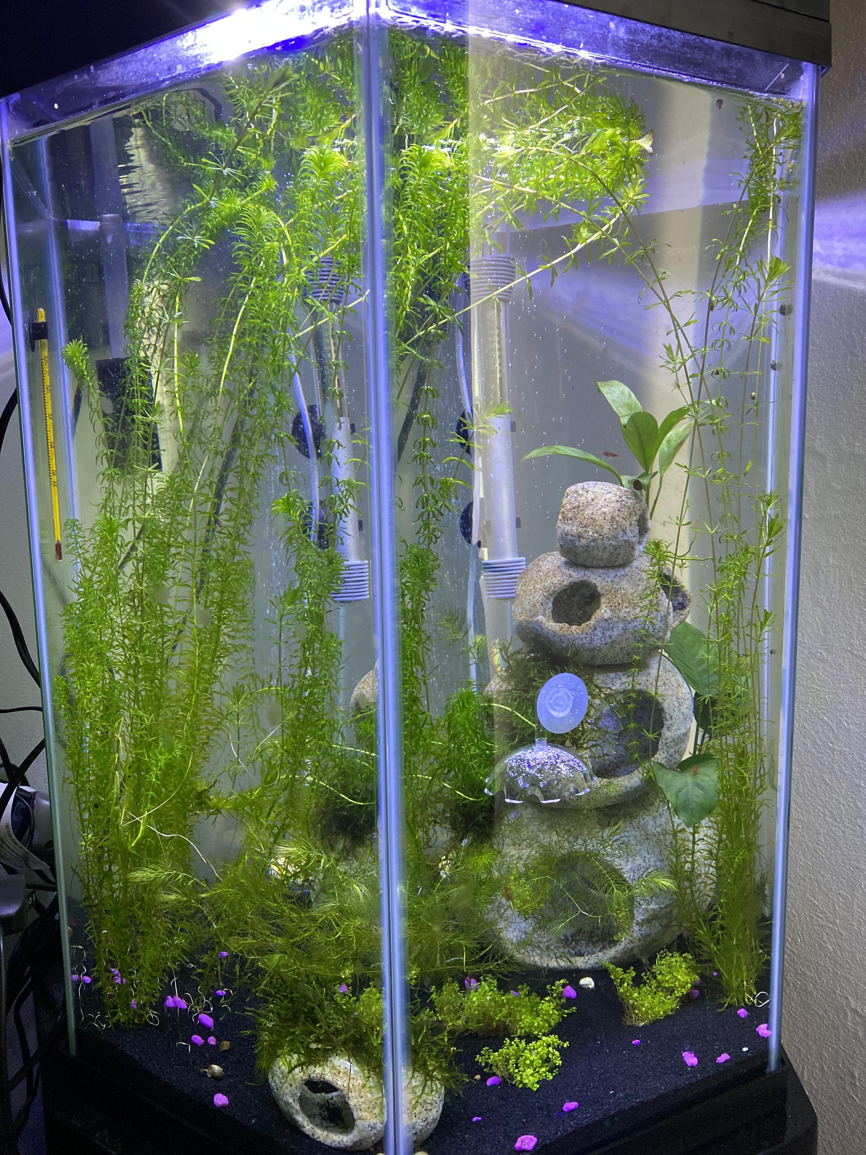 Could I put a few Oto Cats in the 20g Hex r/Aquariums