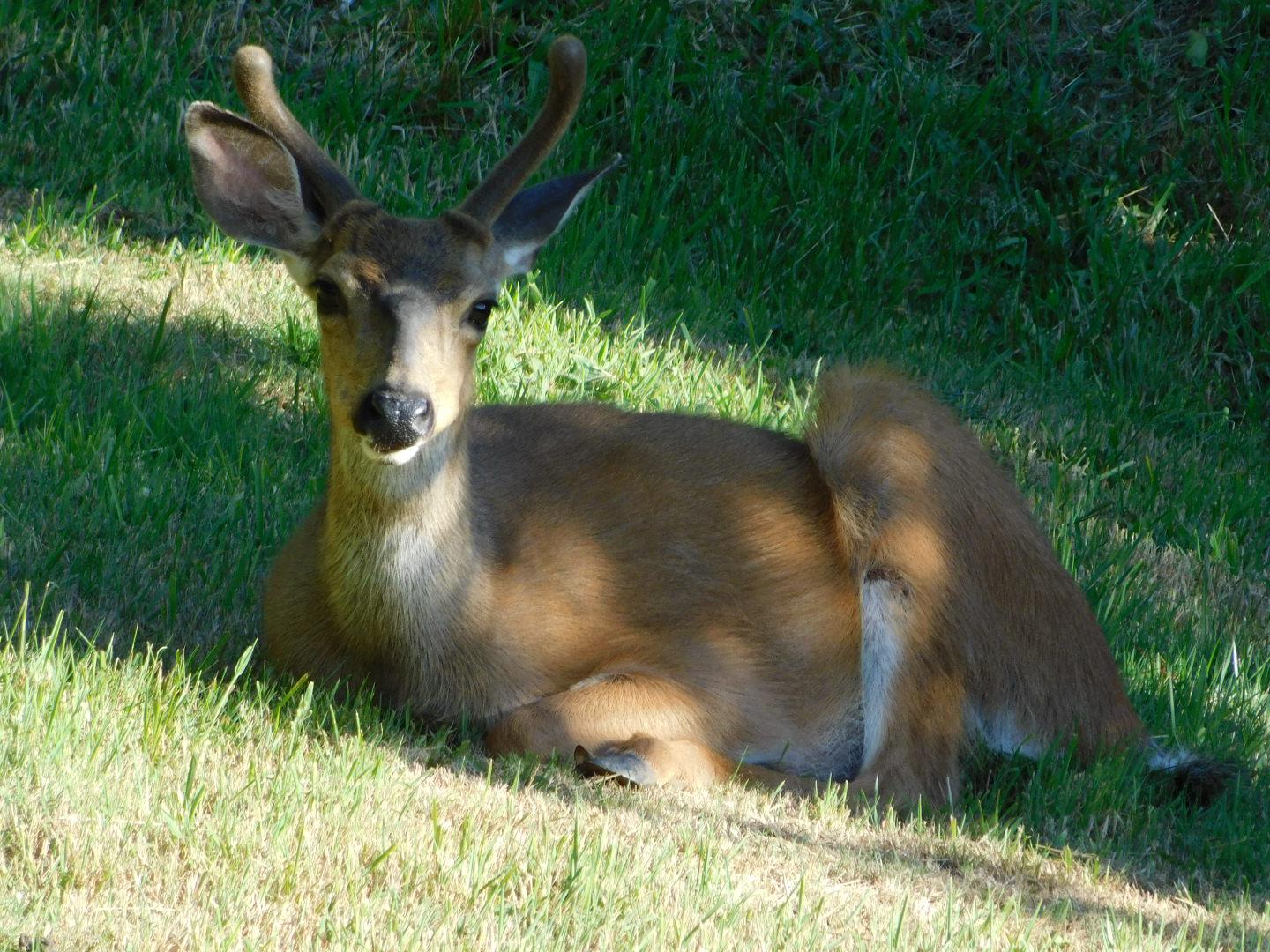My trail cam has been sniffed out! deer