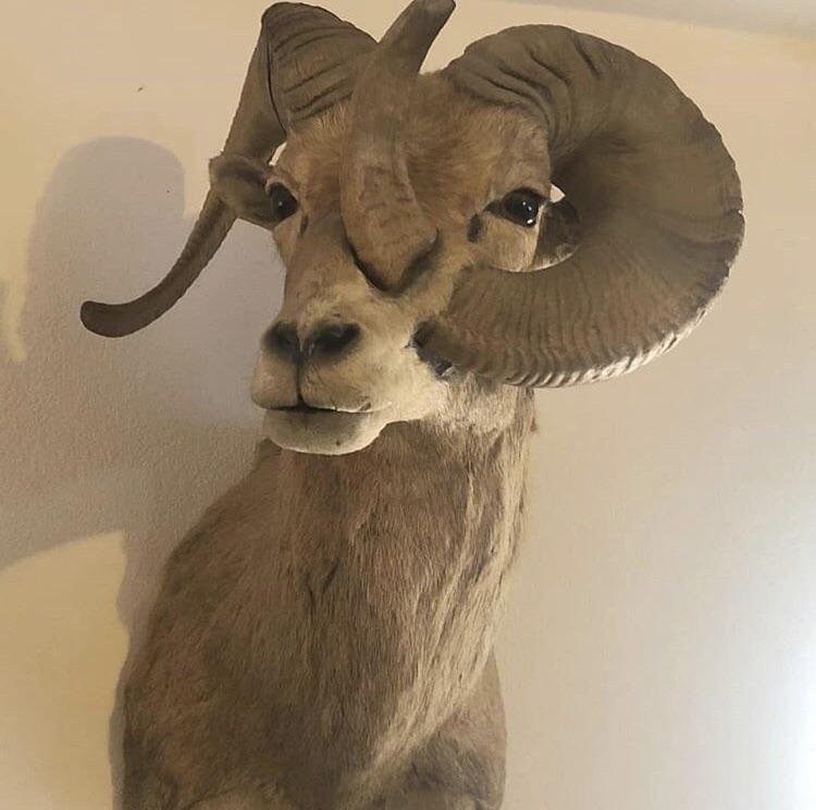 Horn grew right through its face r/natureismetal