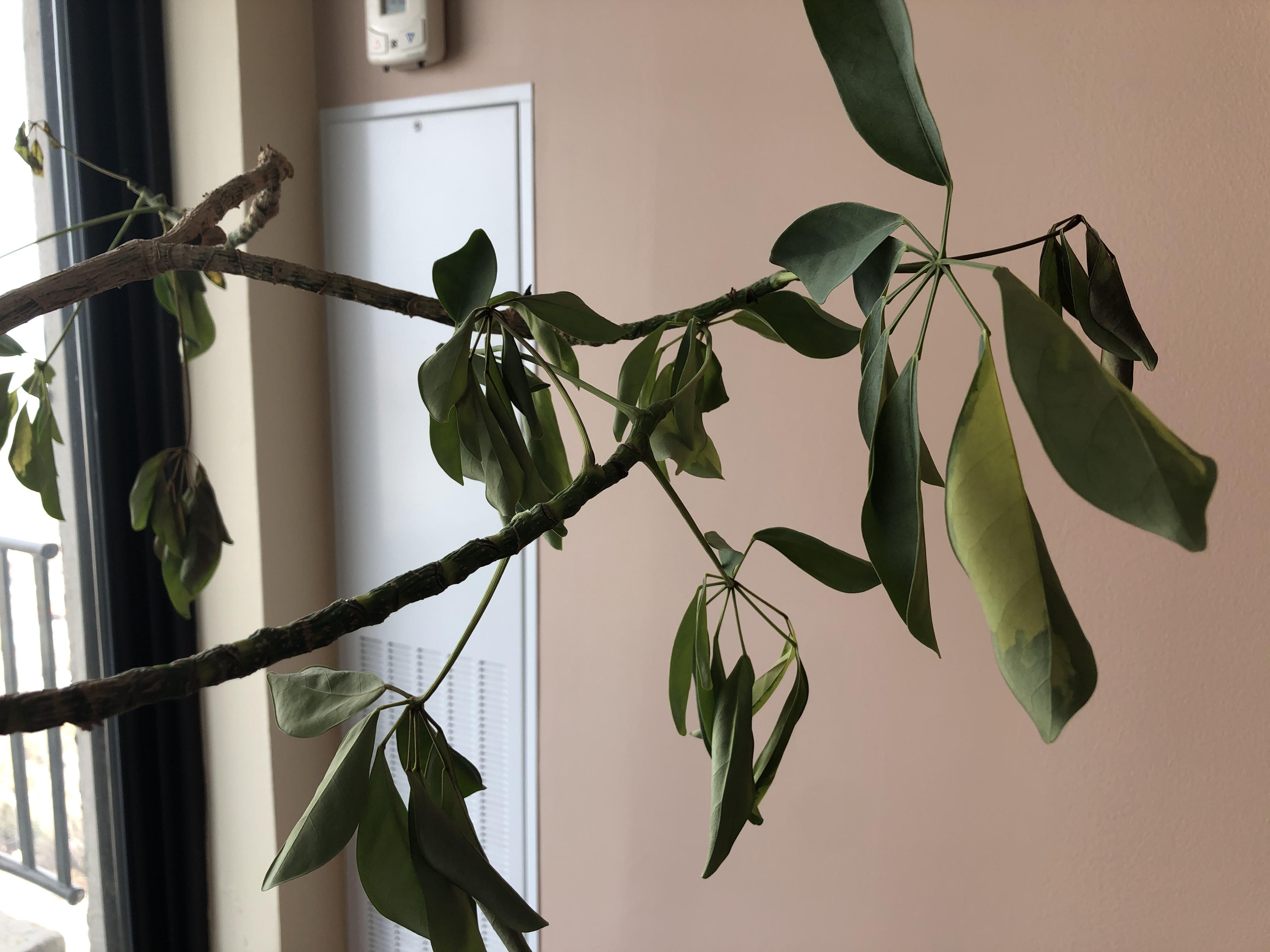 I have had this Schefflera for years, and it’s always flourished