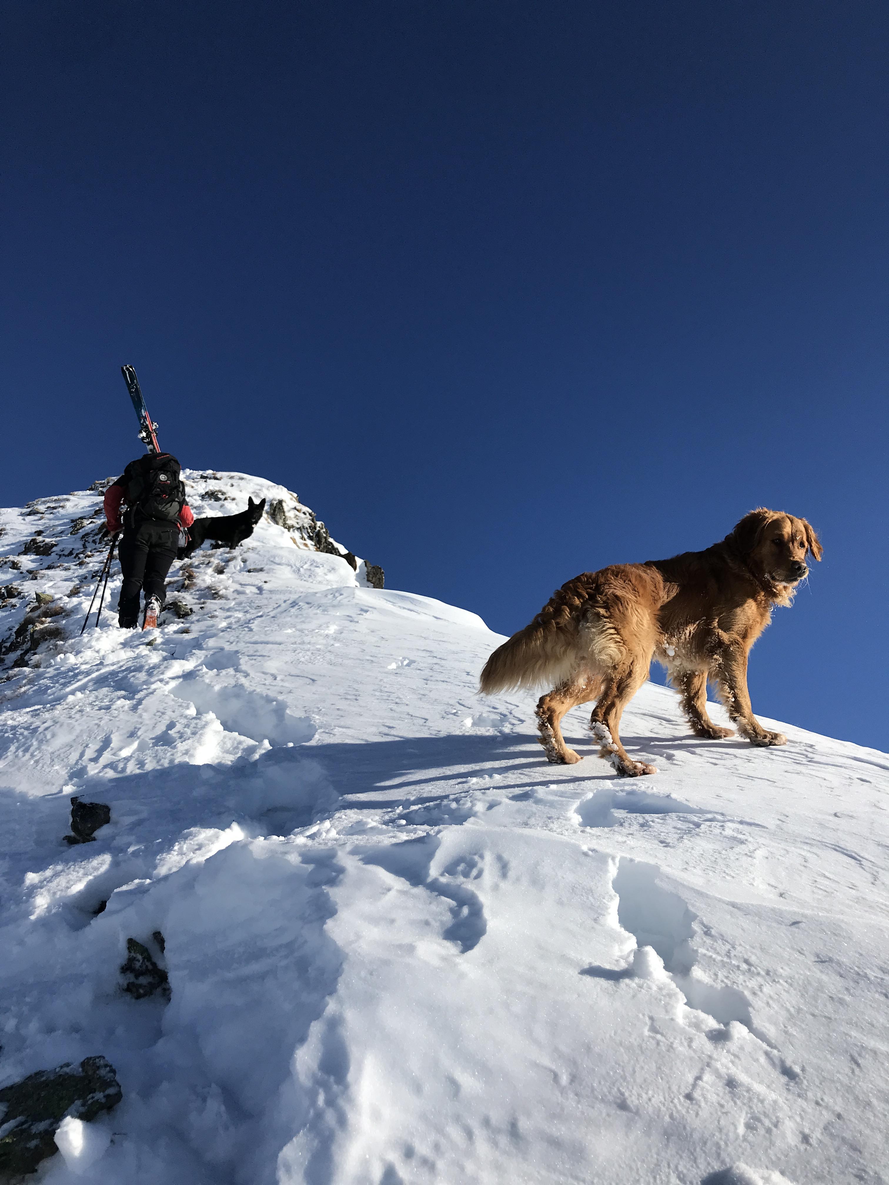Good times climbing Austrian mountains with our search and rescue dogs