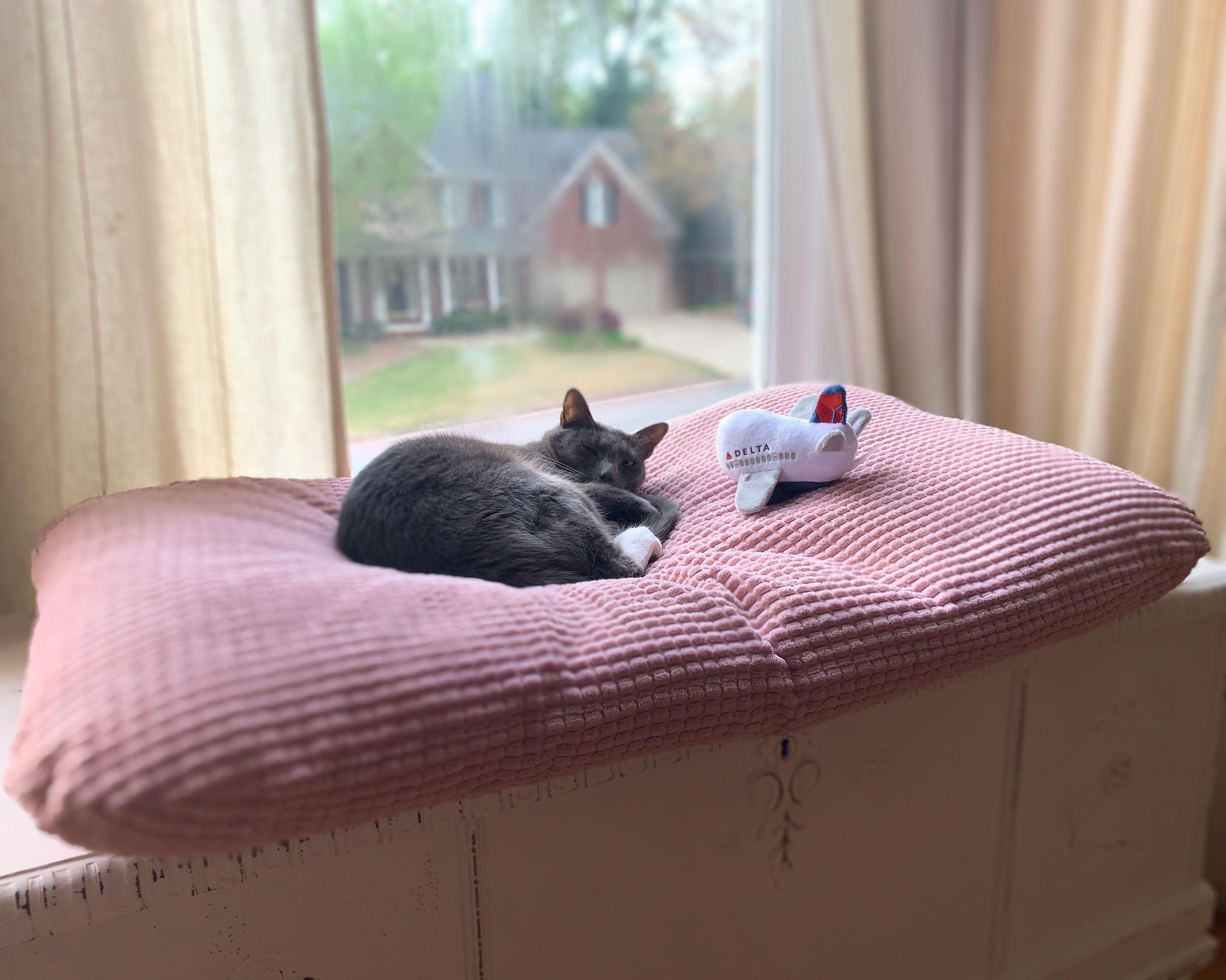 I don’t know who misses flying Delta more me or him. 🤣 r/delta