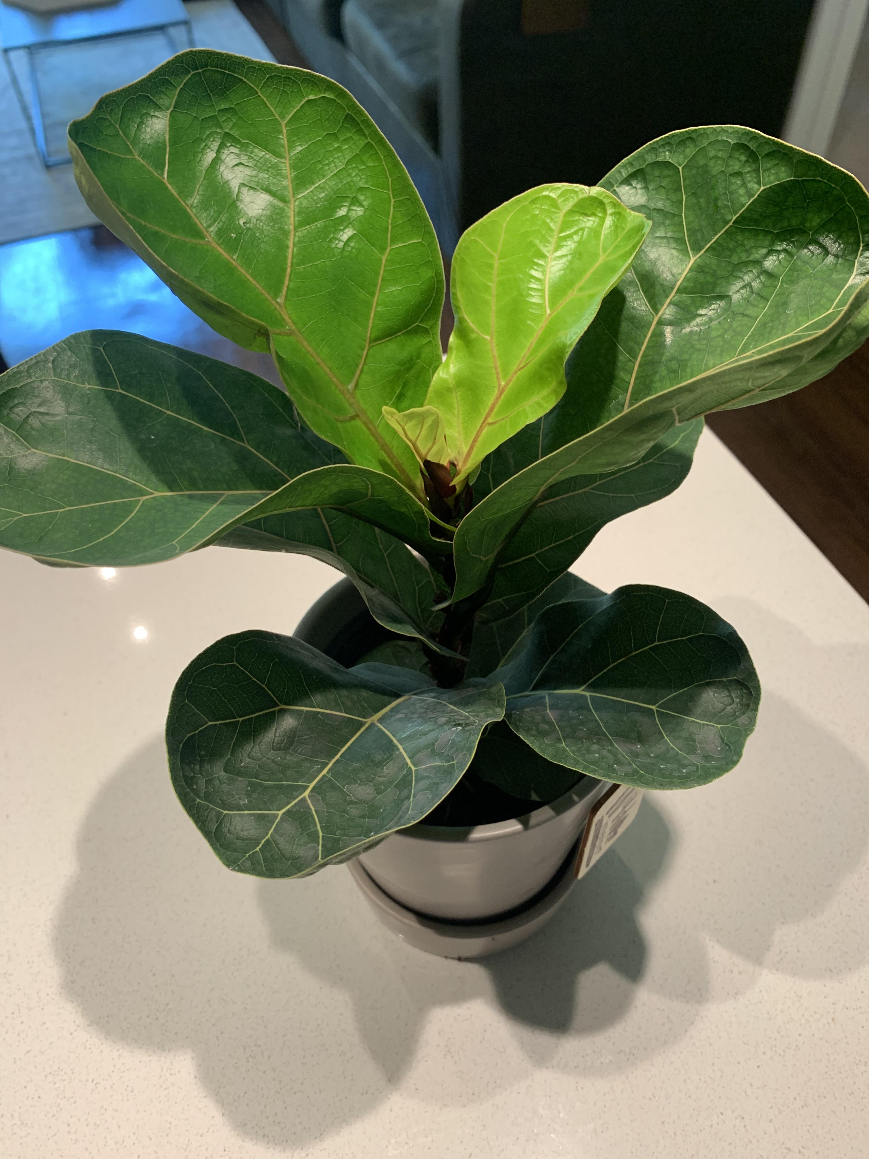 Baby fiddle leaf fig thanks TJ! traderjoes