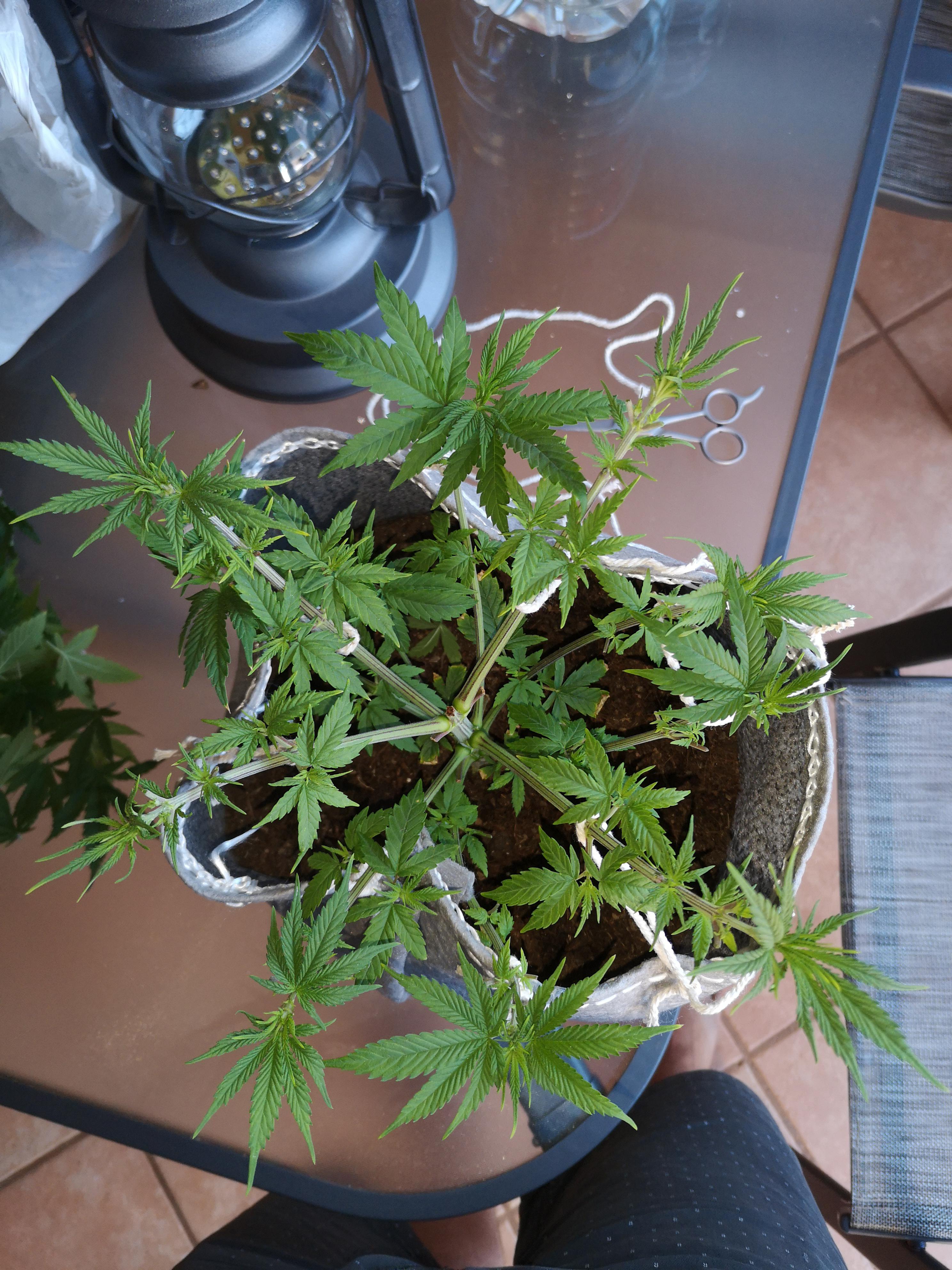 Northern Lights day 38. Some training and defoliating done. Switching