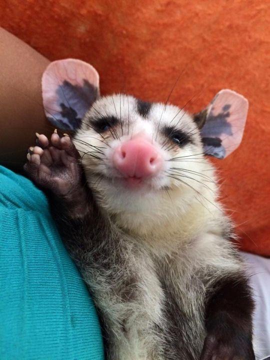 Hi Reddit! Possums are cute, too! r/aww