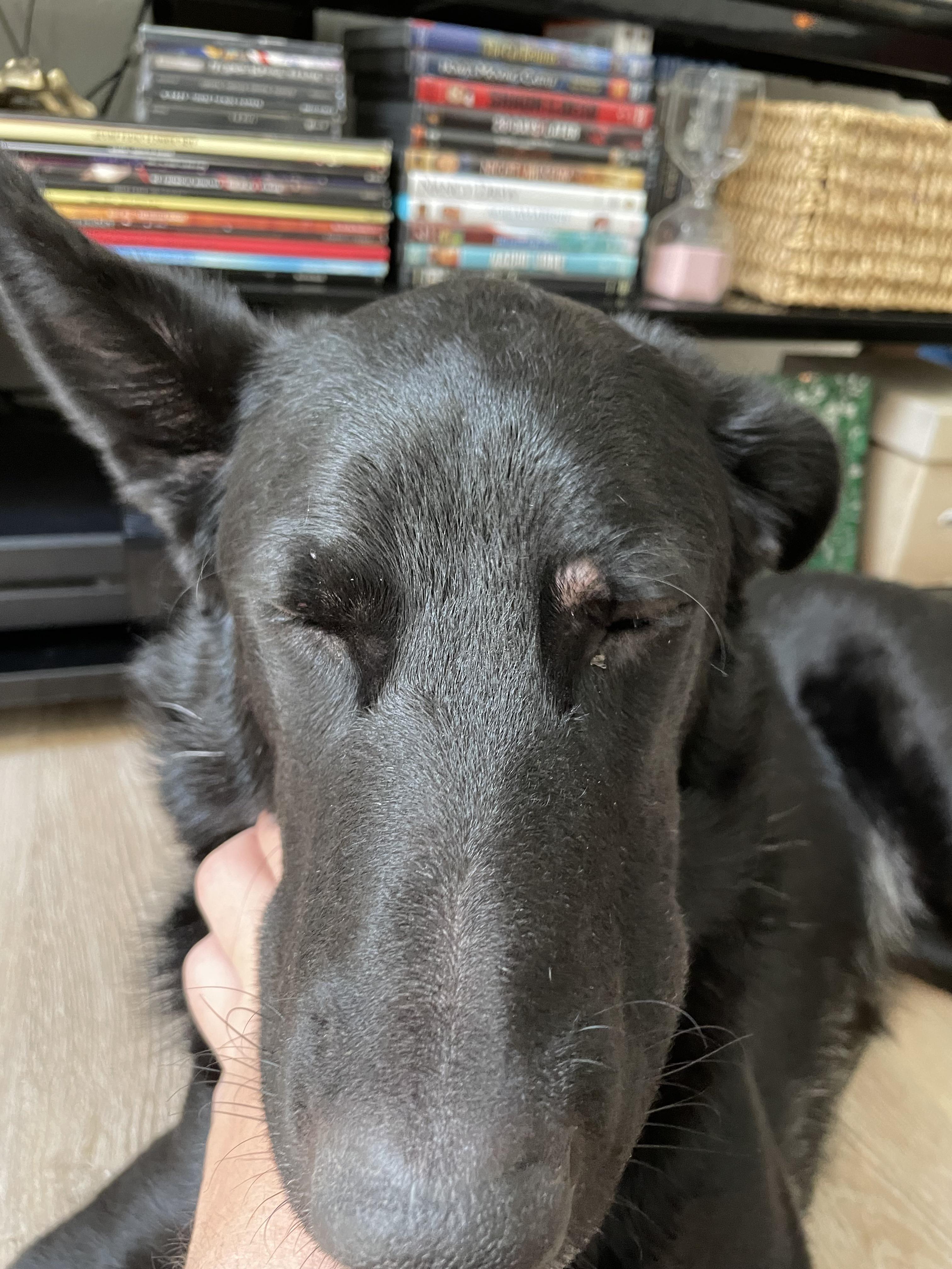 Bump on dogs eyebrow area r/DogAdvice