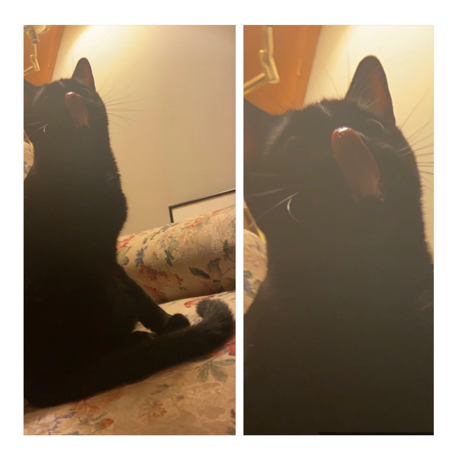 Caught my cat licking his nose r/mlom