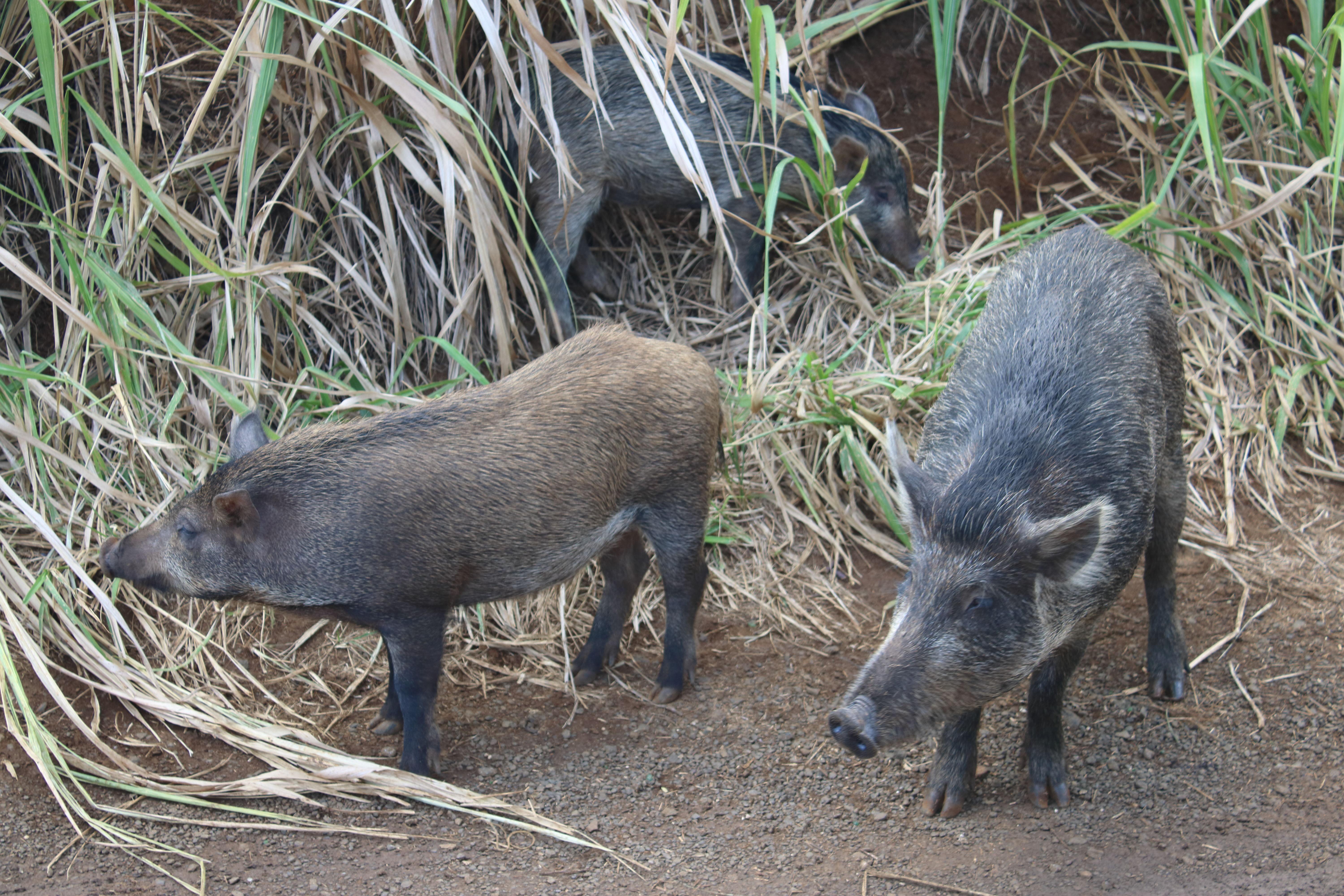 We spotted a few "wild" pigs near Wailua Falls while visiting Kaua'i