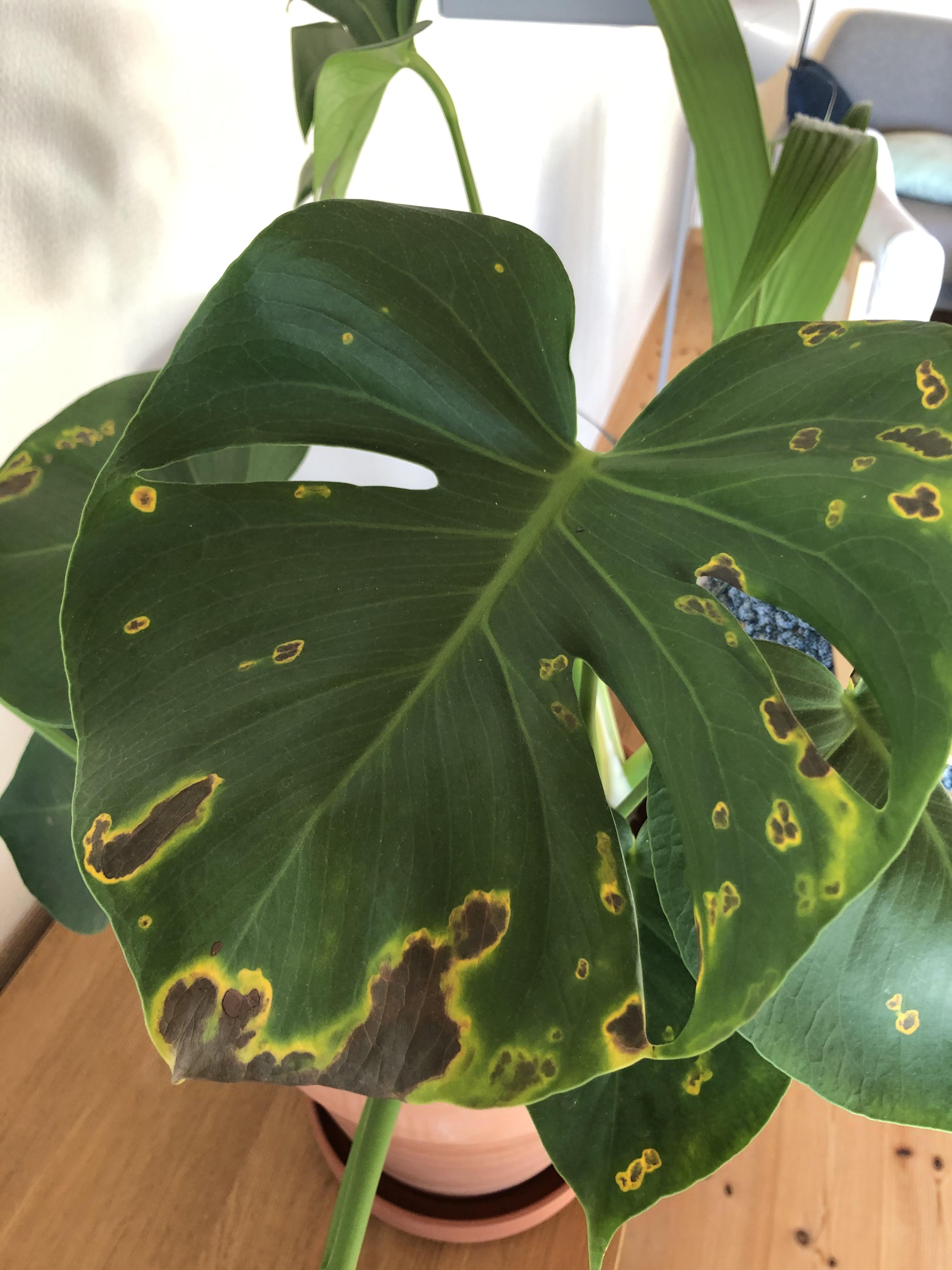 Yellow brown spots on monstera r/plantclinic