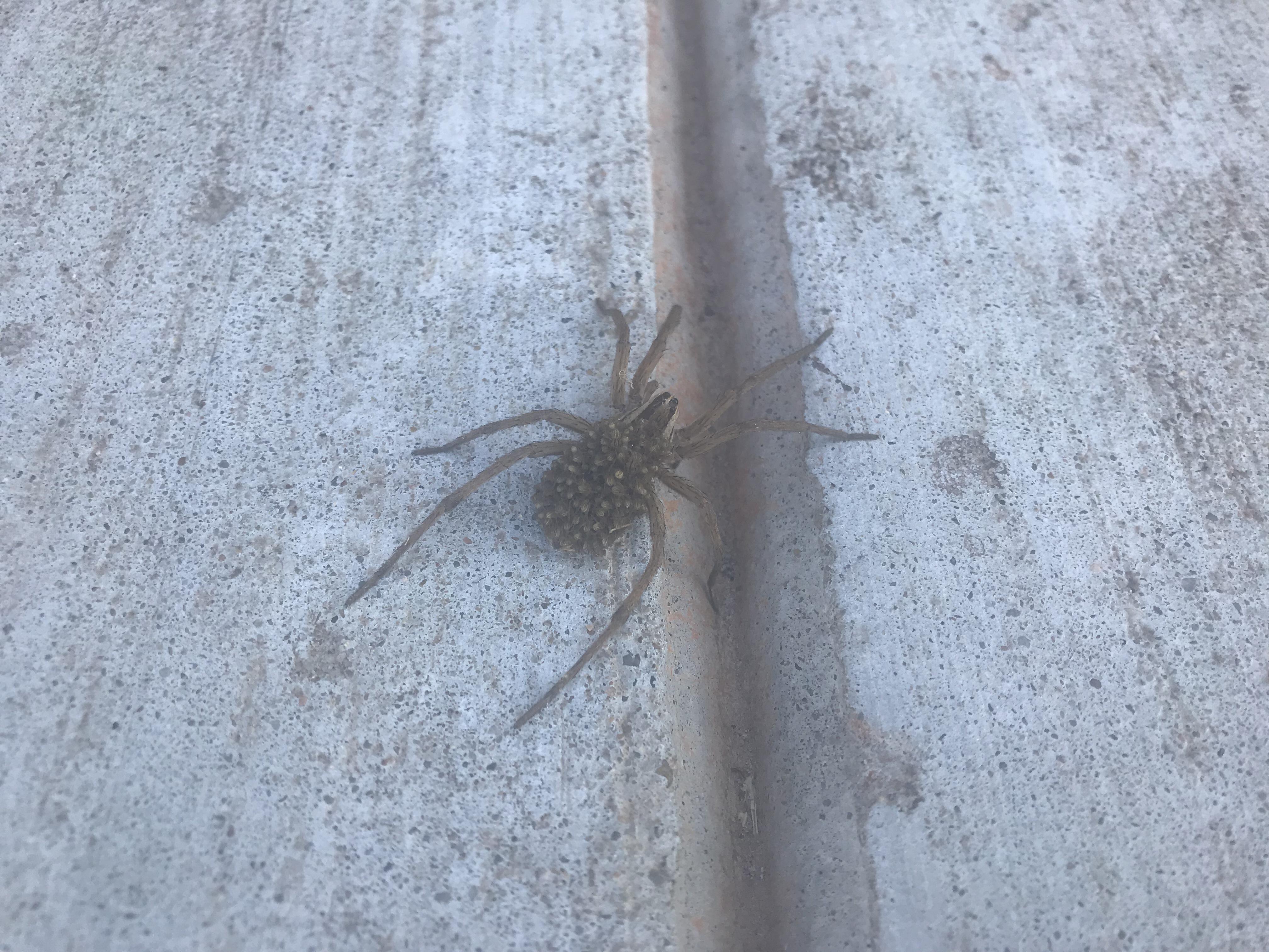 Momma wolf spider (I think) in central OK r/spiders