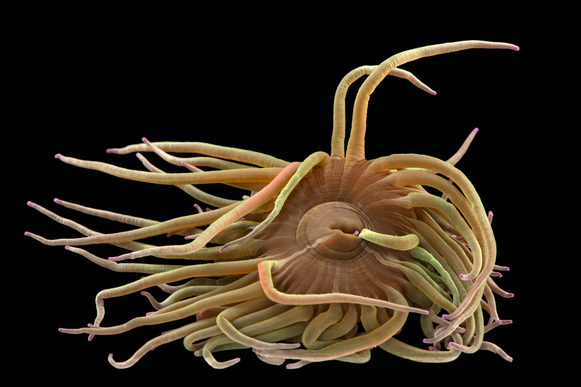 🔥This Mediterranean snakelocks sea anemone uses more than 200 sticky, stinging tentacles to find