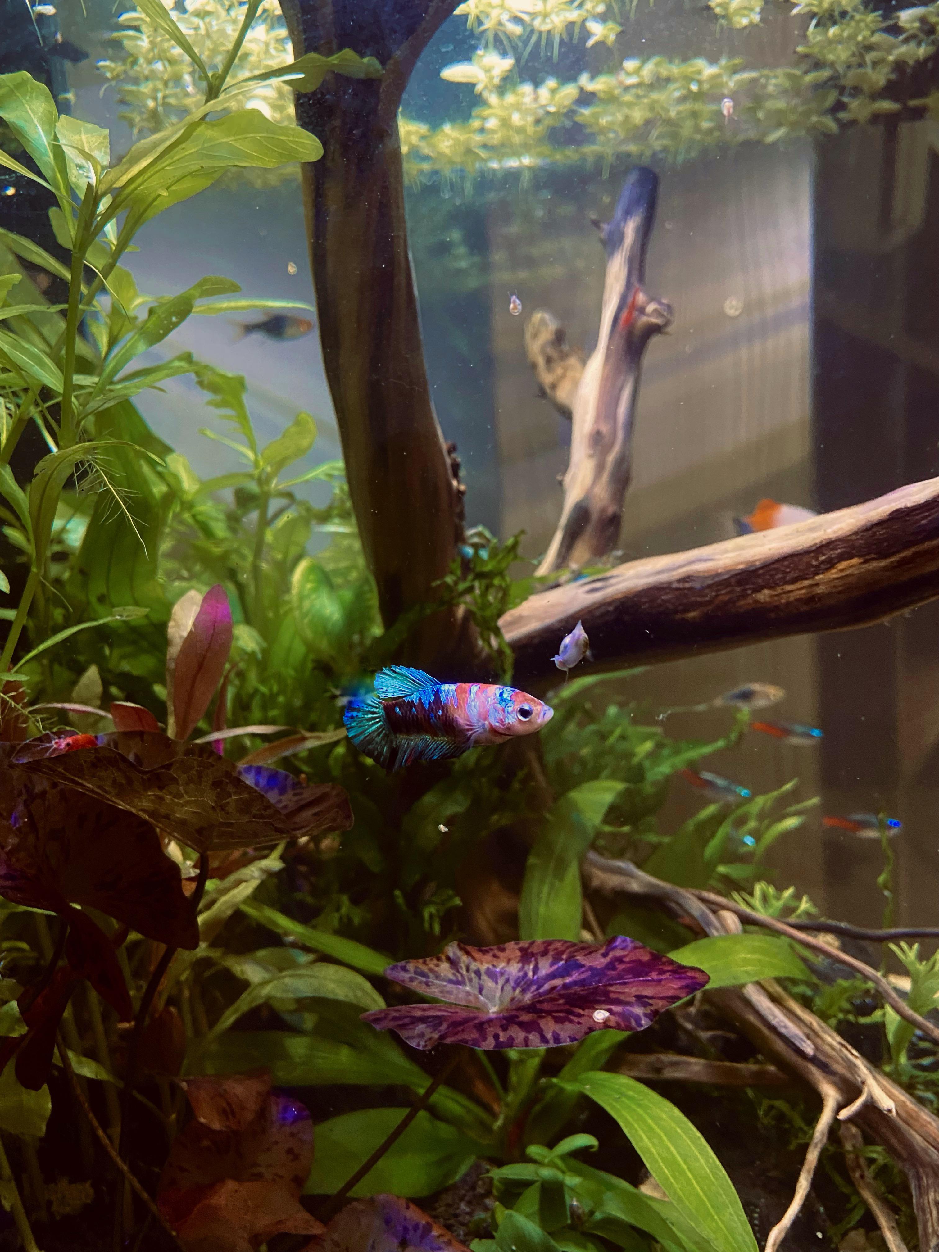 Bettas and planted tanks = beautiful tank and happy fish 🐟 r/PlantedTank