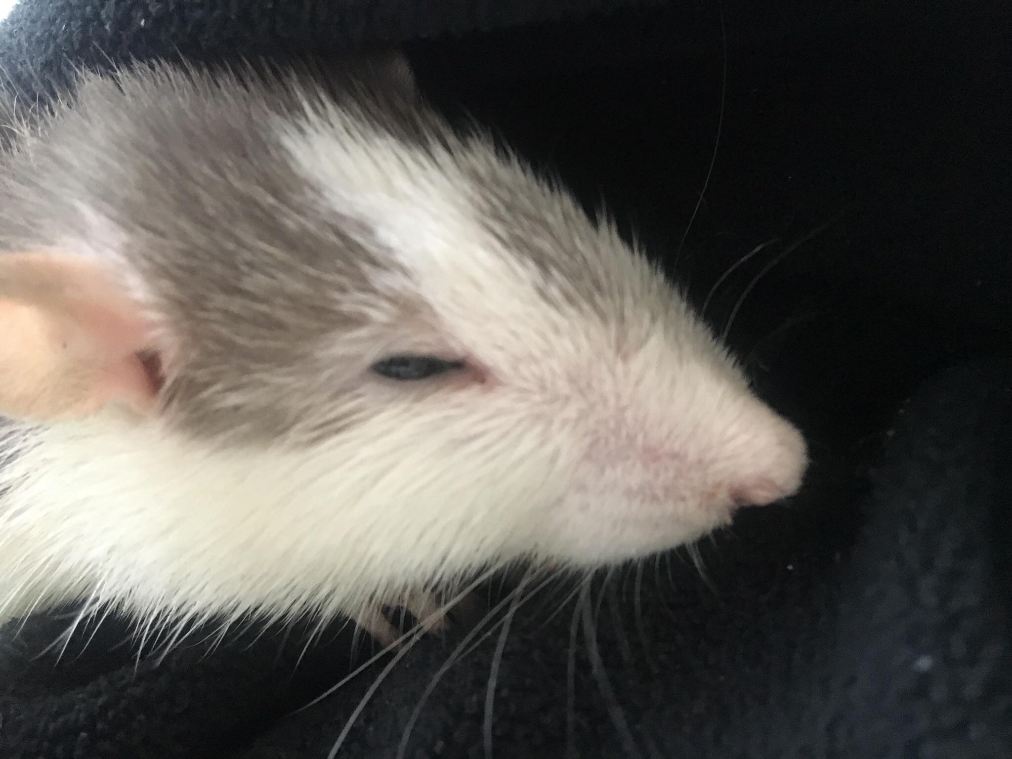 Hey! Are there any breeds of rats who have eyes like this (small and