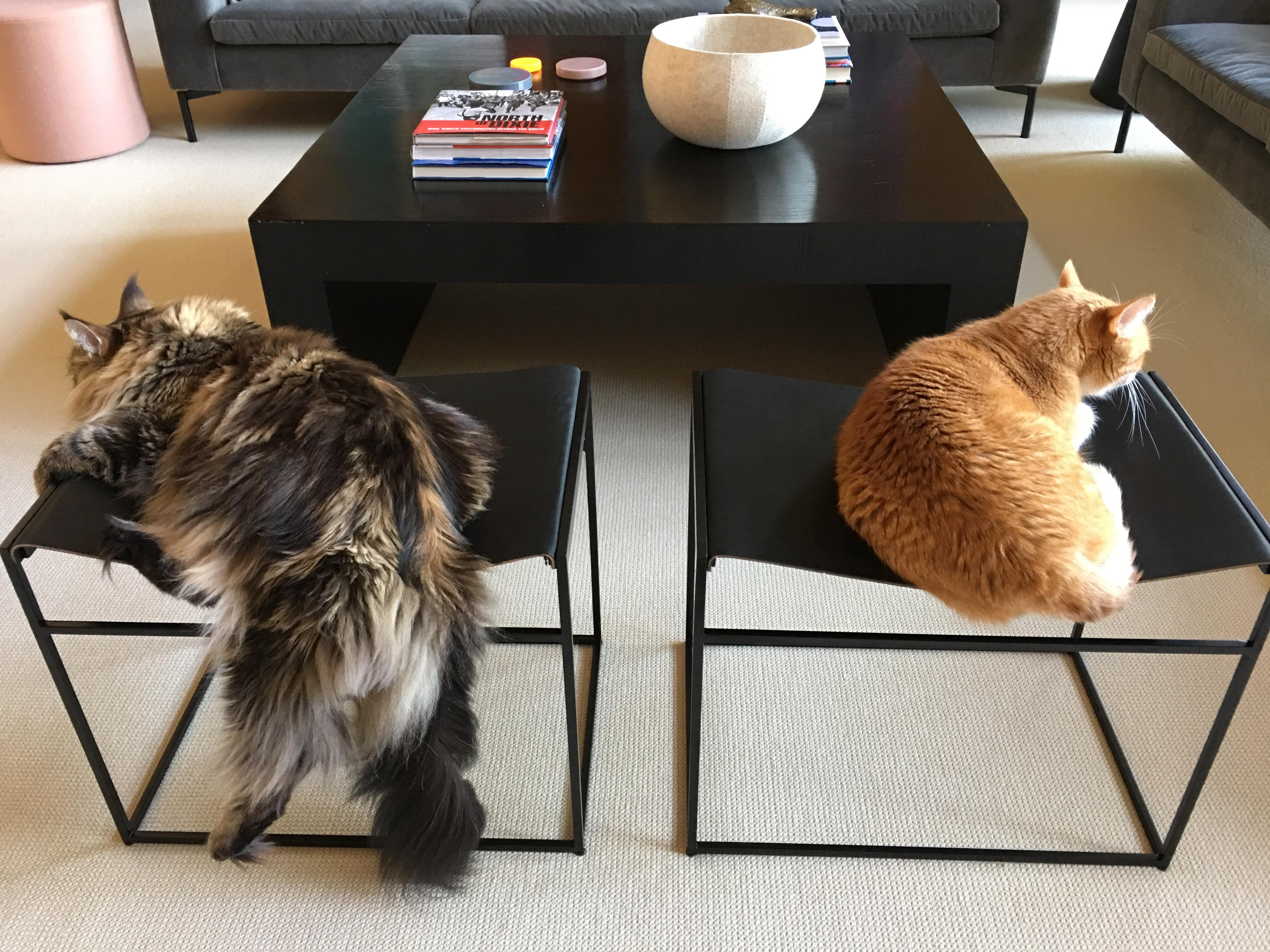 Maine Coon problems r/aww